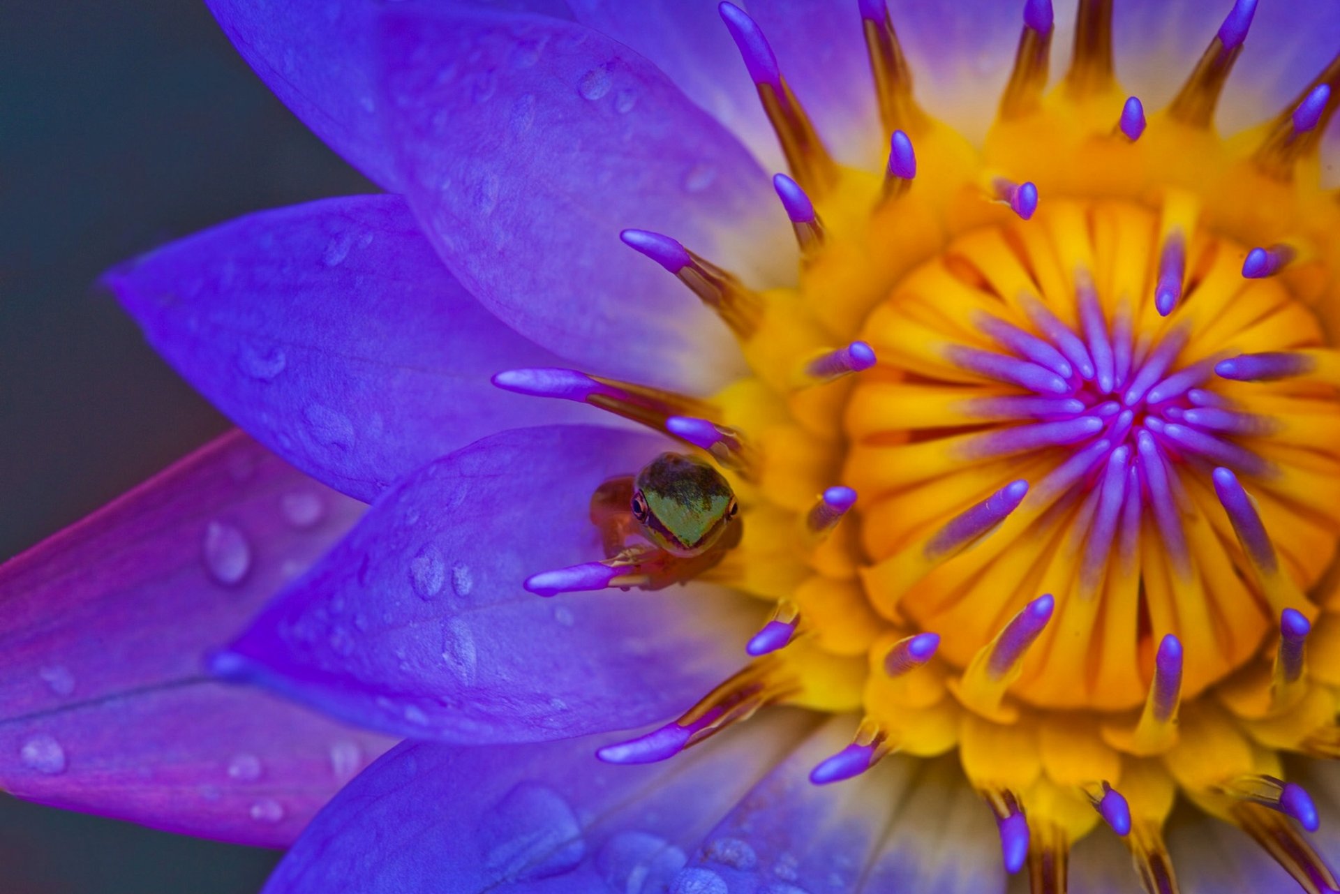 water lily water lily nymphaea frog frog petals macro