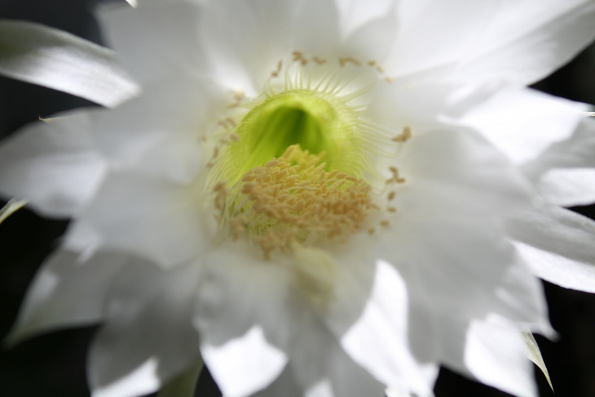 cactus close up stamen