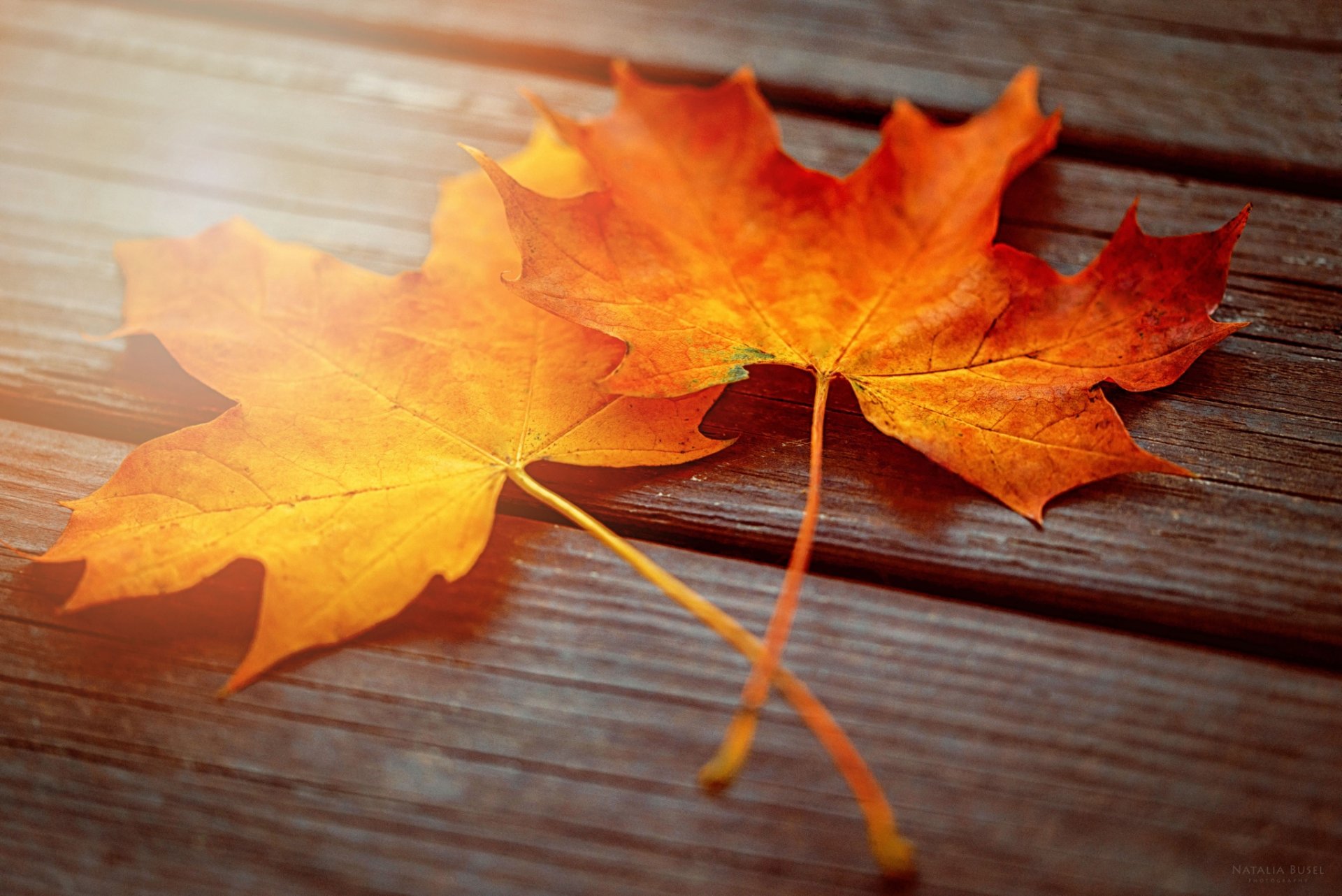 close up autumn leaves maple two board light