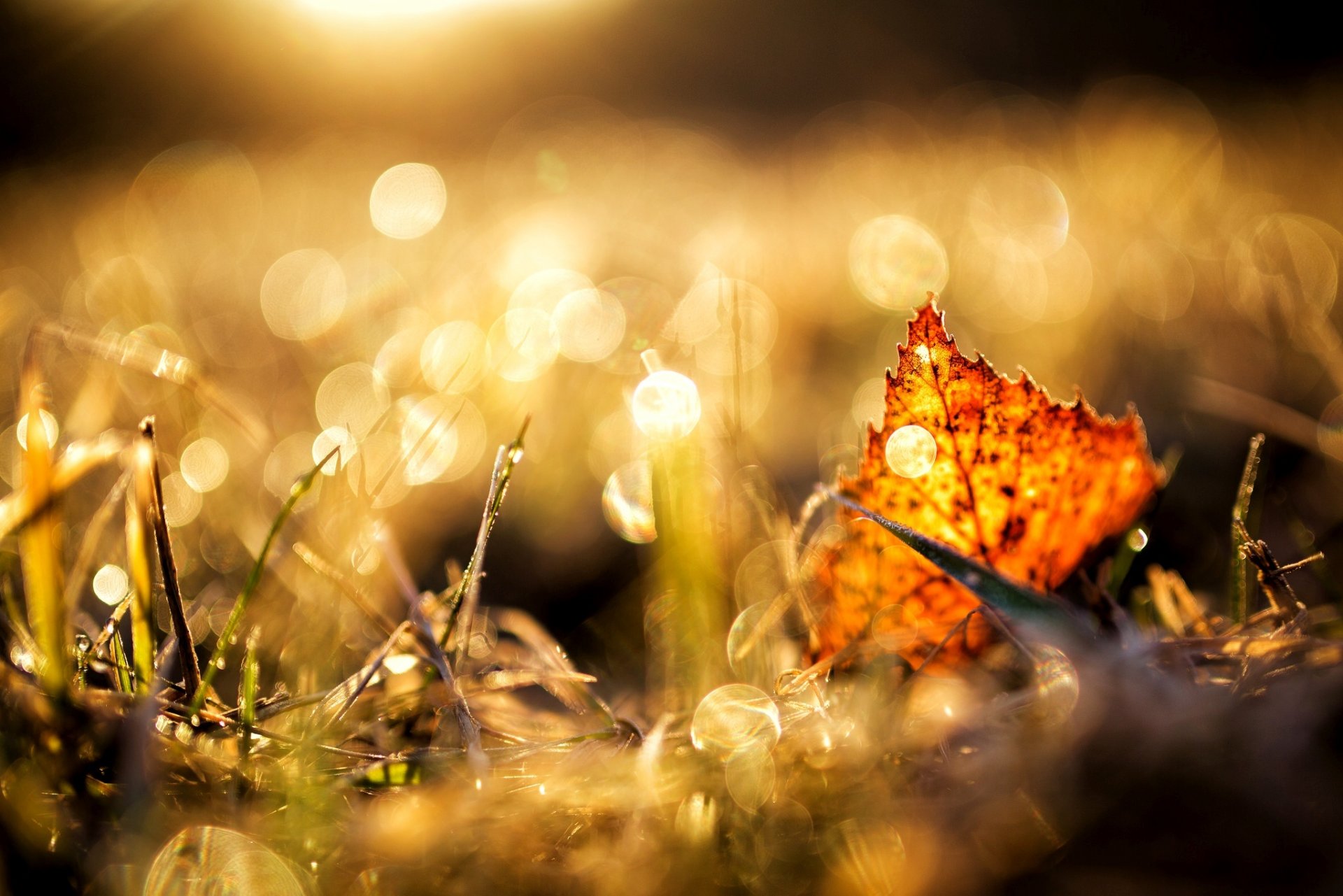 foglia giallo marrone erba autunno macro natura