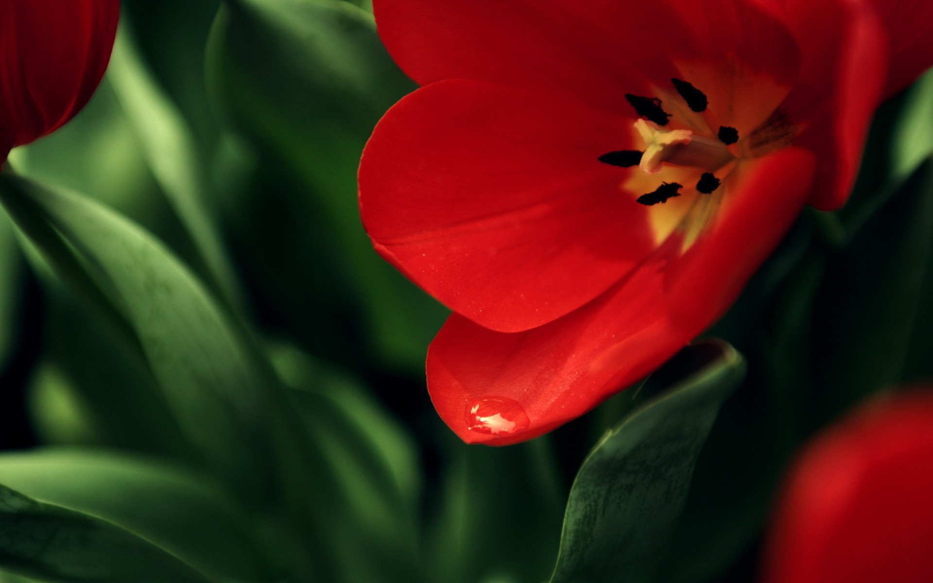 flower poppy red background