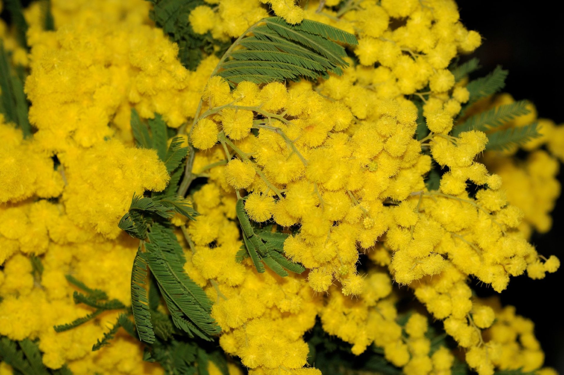 fiori mimosa foglie carta da parati