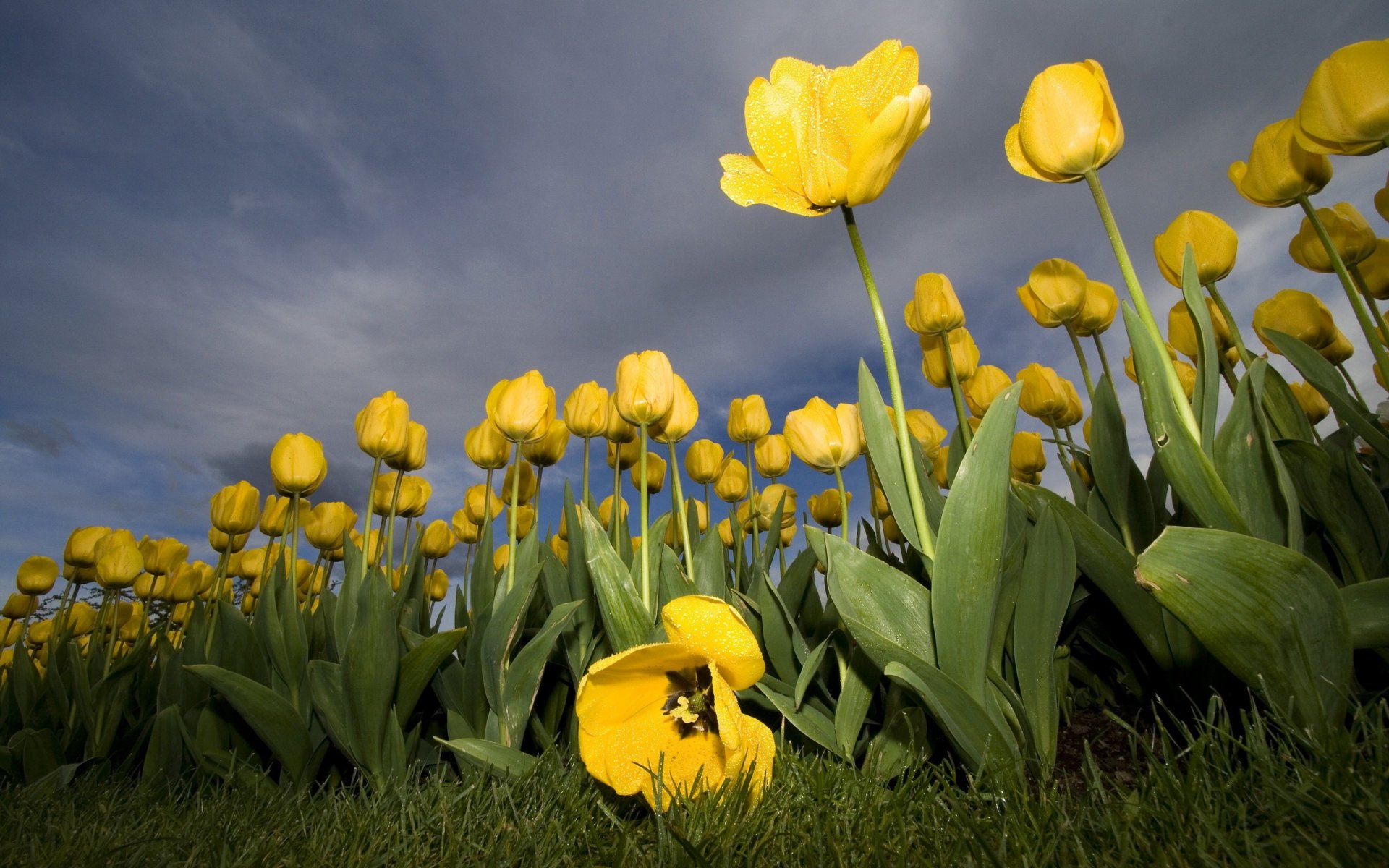 kwiat tulipan żółty