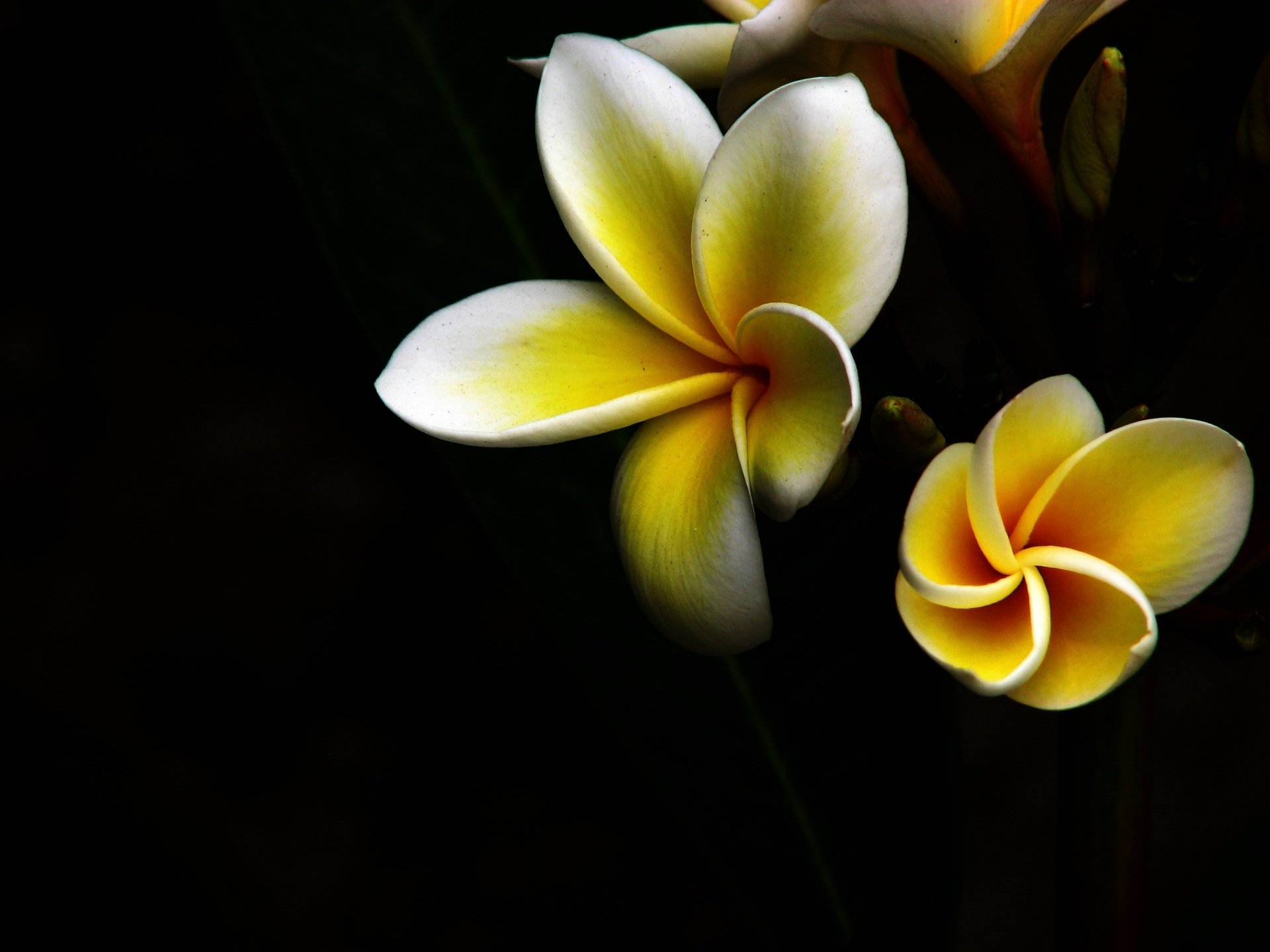 macro flor amarillo