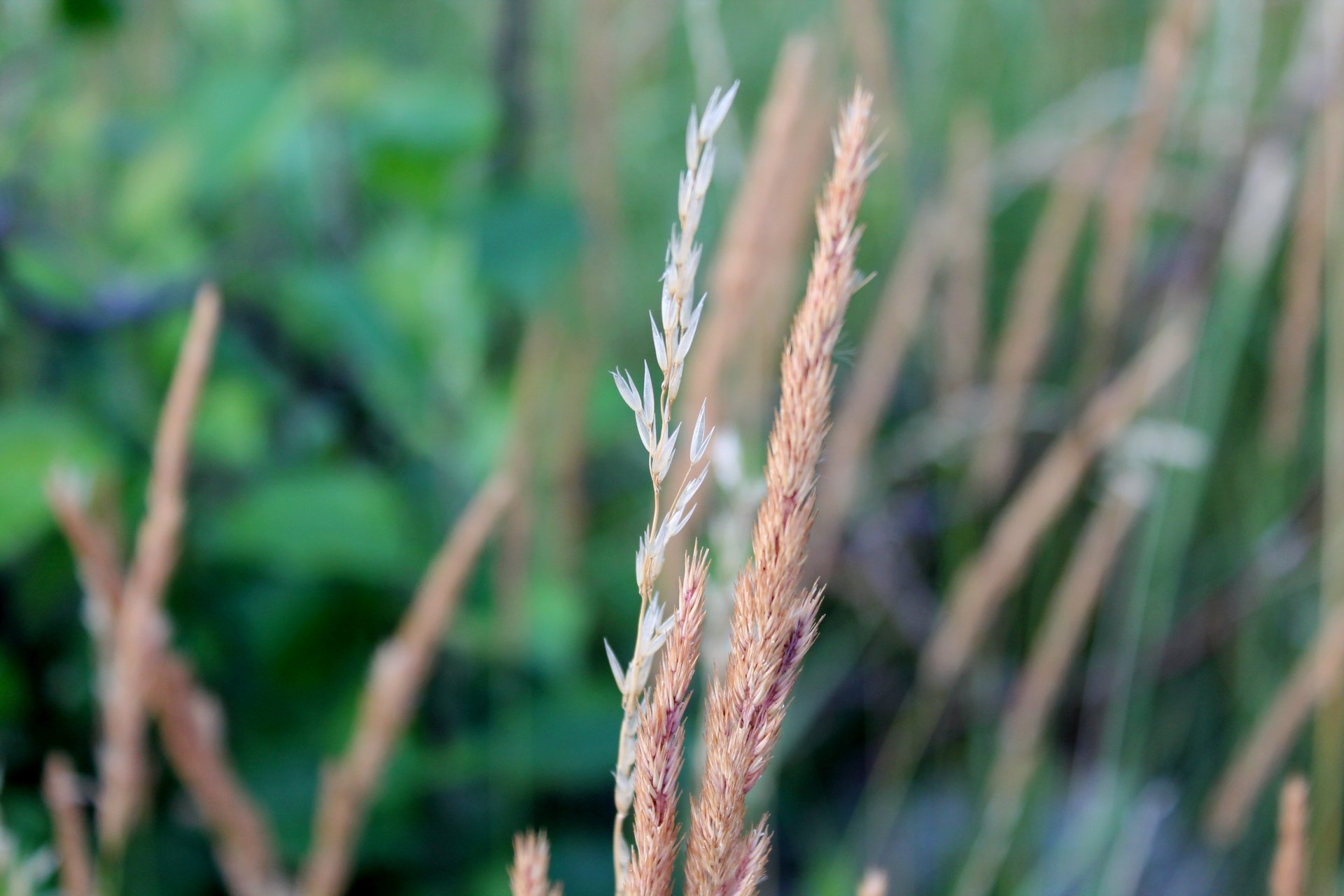 natura rośliny makro tło łodyga kłosy roślina kwiat kwiaty