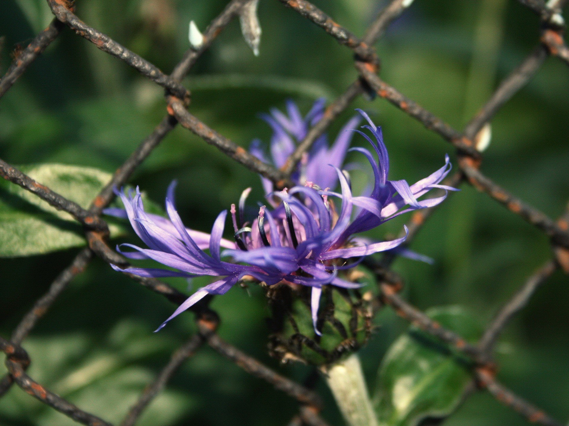 wire flower purple