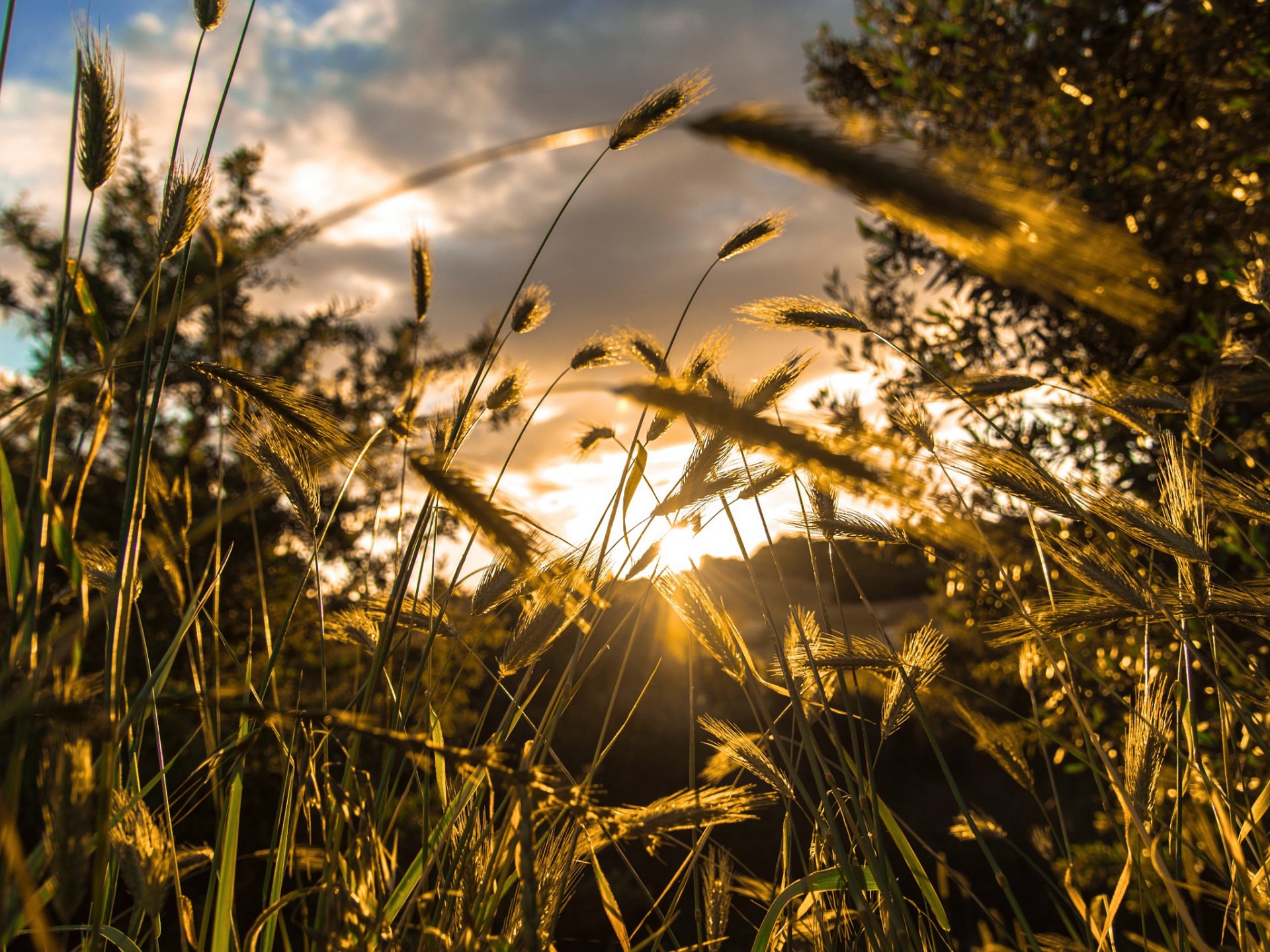 makro licht gras bäume bokeh