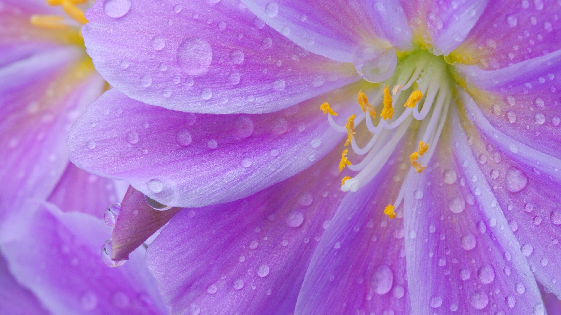 fiore petali stami gocce rugiada