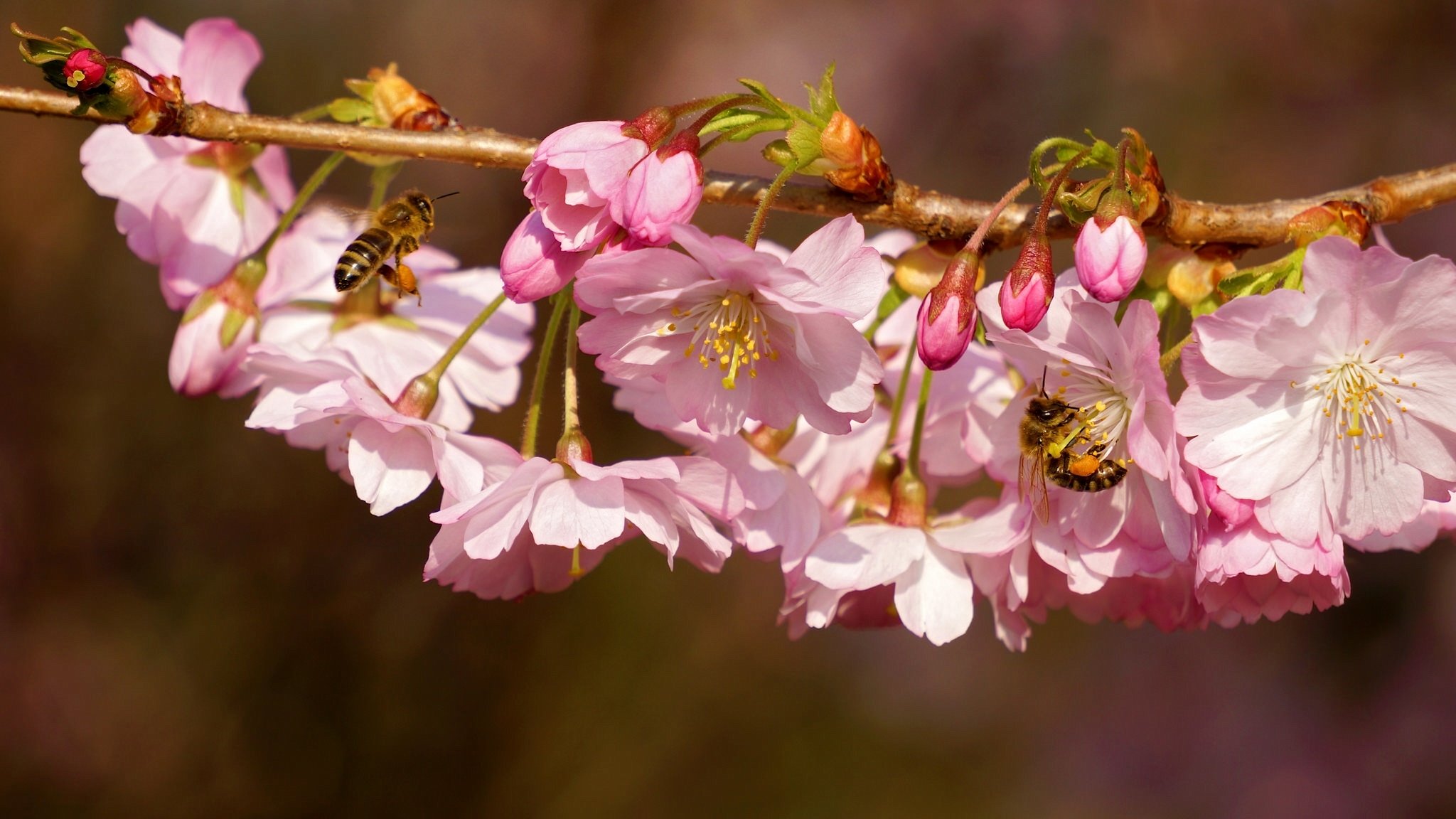 cherry branch bloom flowers insects close up spring