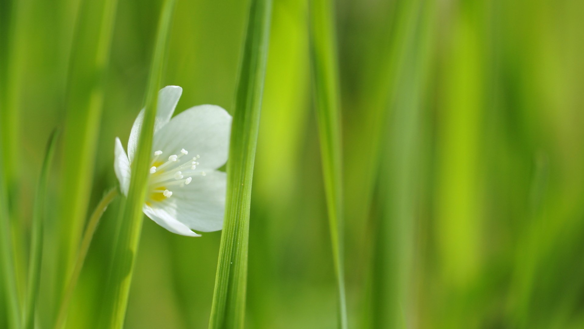 fleur herbe blanc gros plan