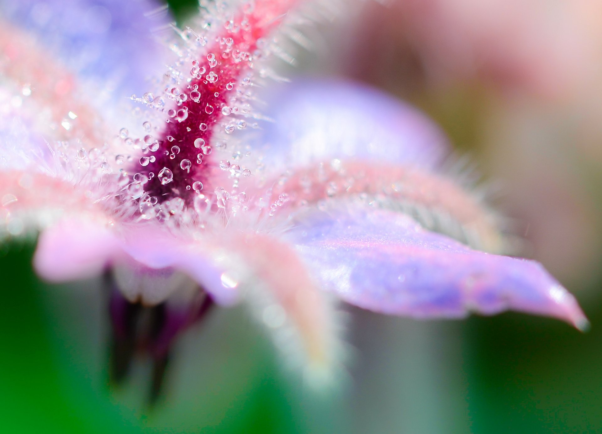 blume tau makro tropfen wasser