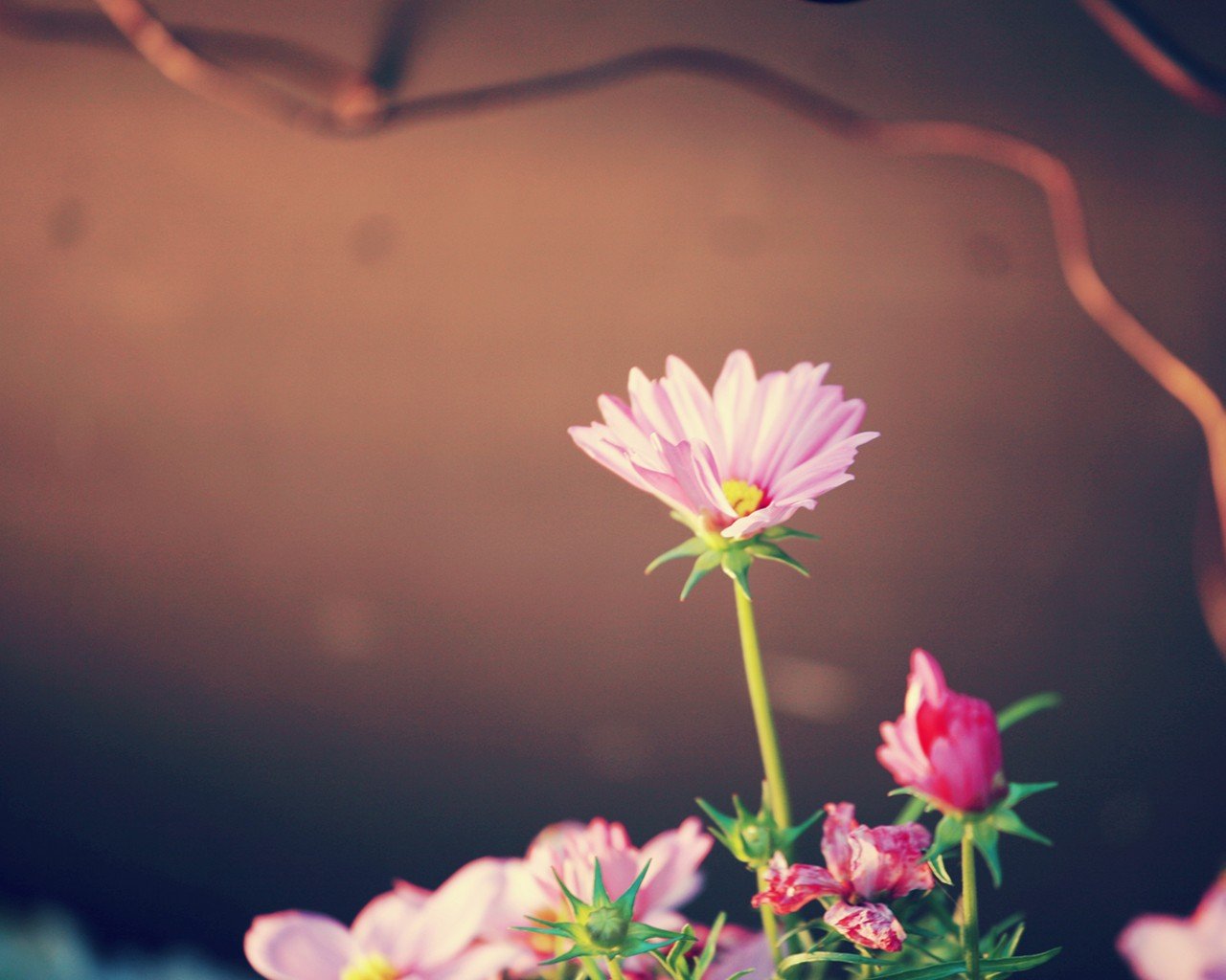 pink petals plant