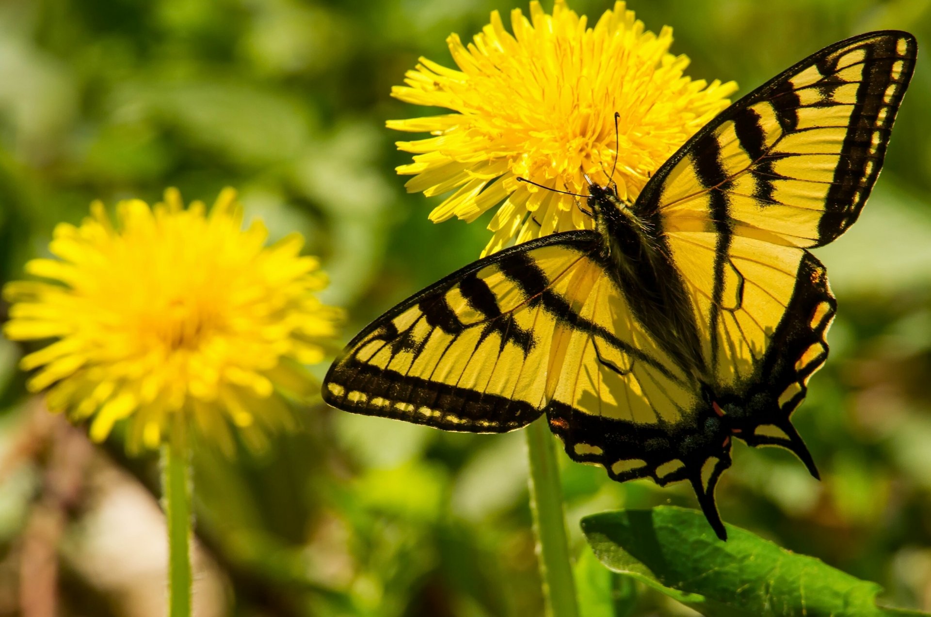 segelboot glavk schmetterling löwenzahn blumen makro