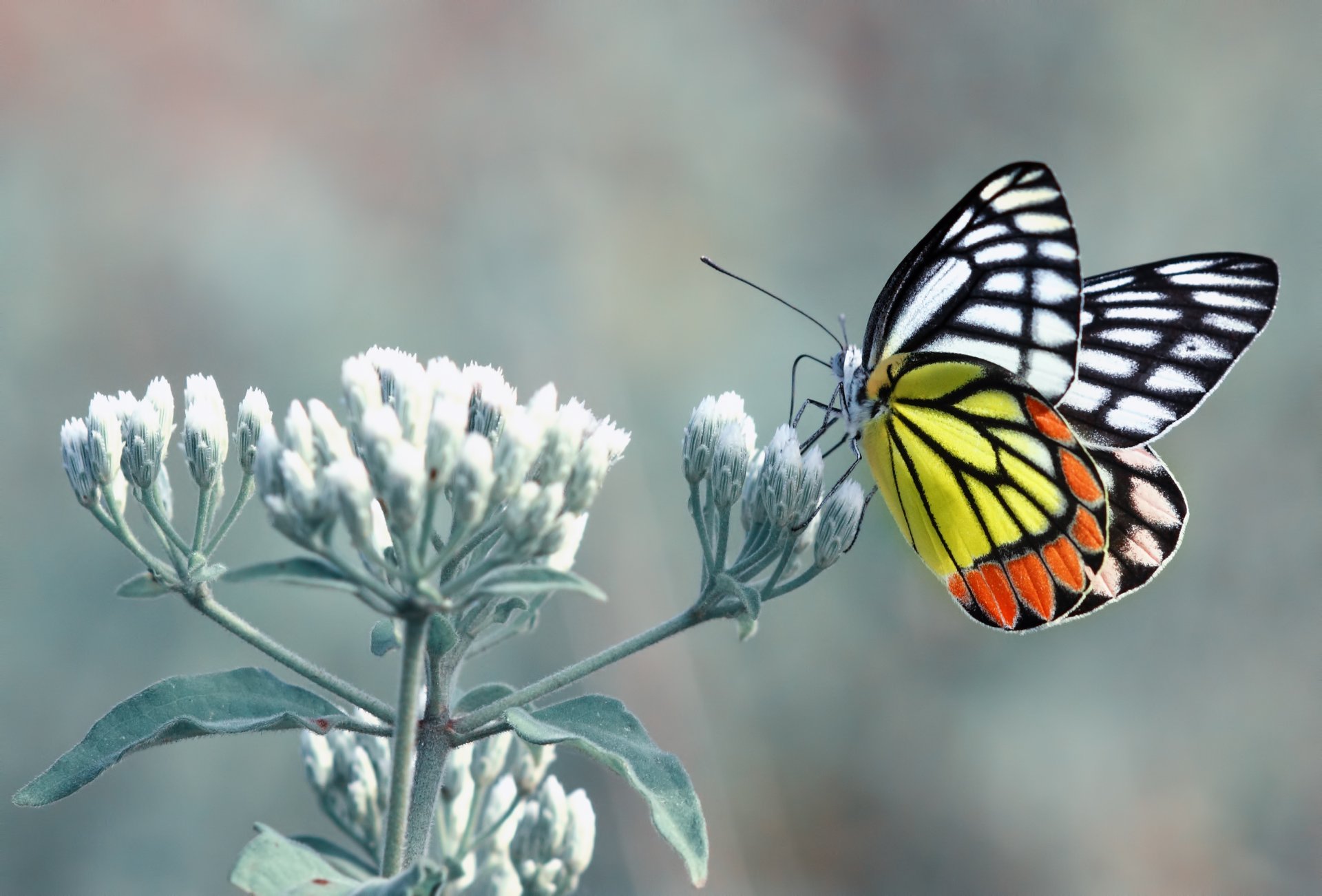 butterfly flower leaves yellow orange white black antennae paws fell