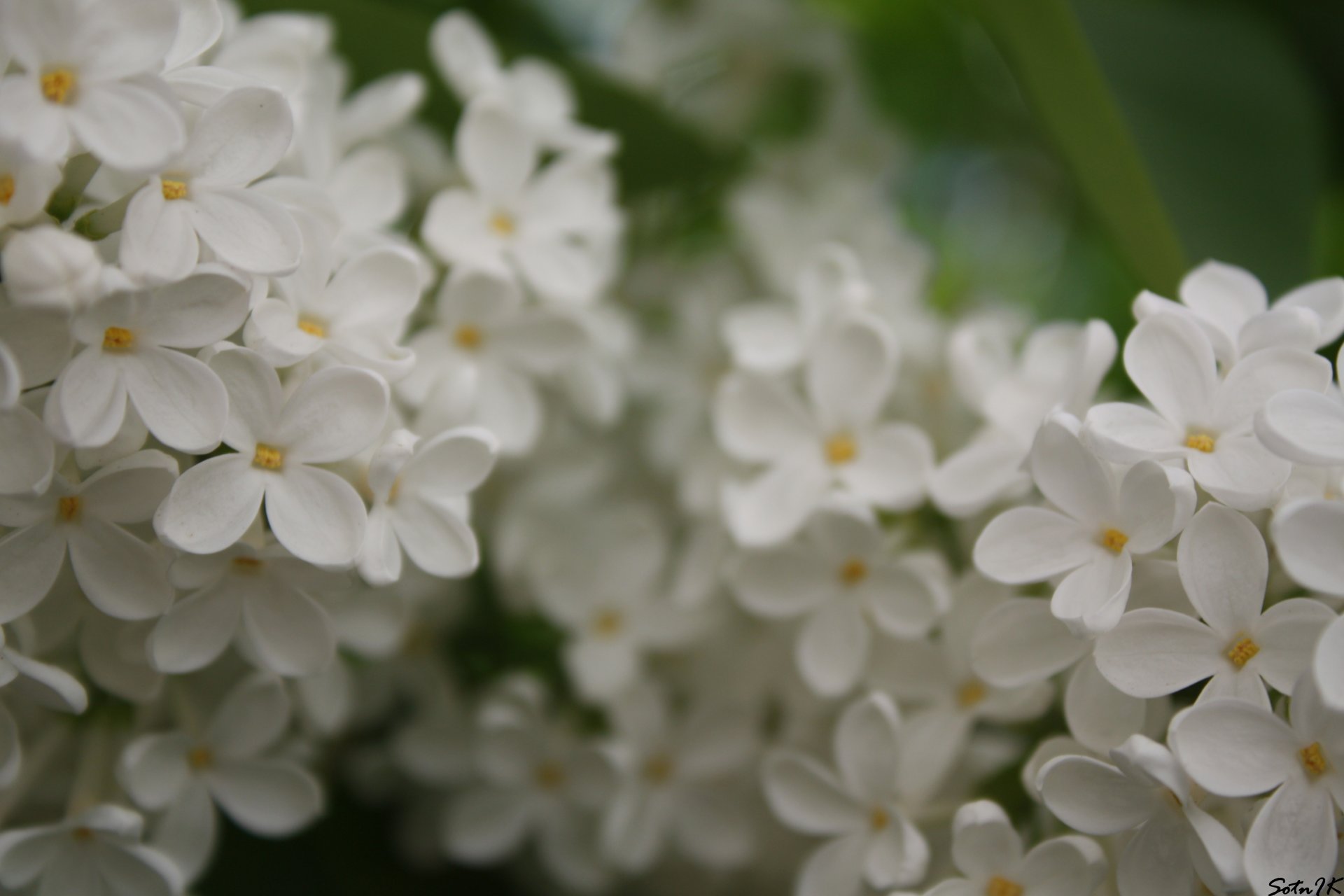 lilac white flowers tree summer