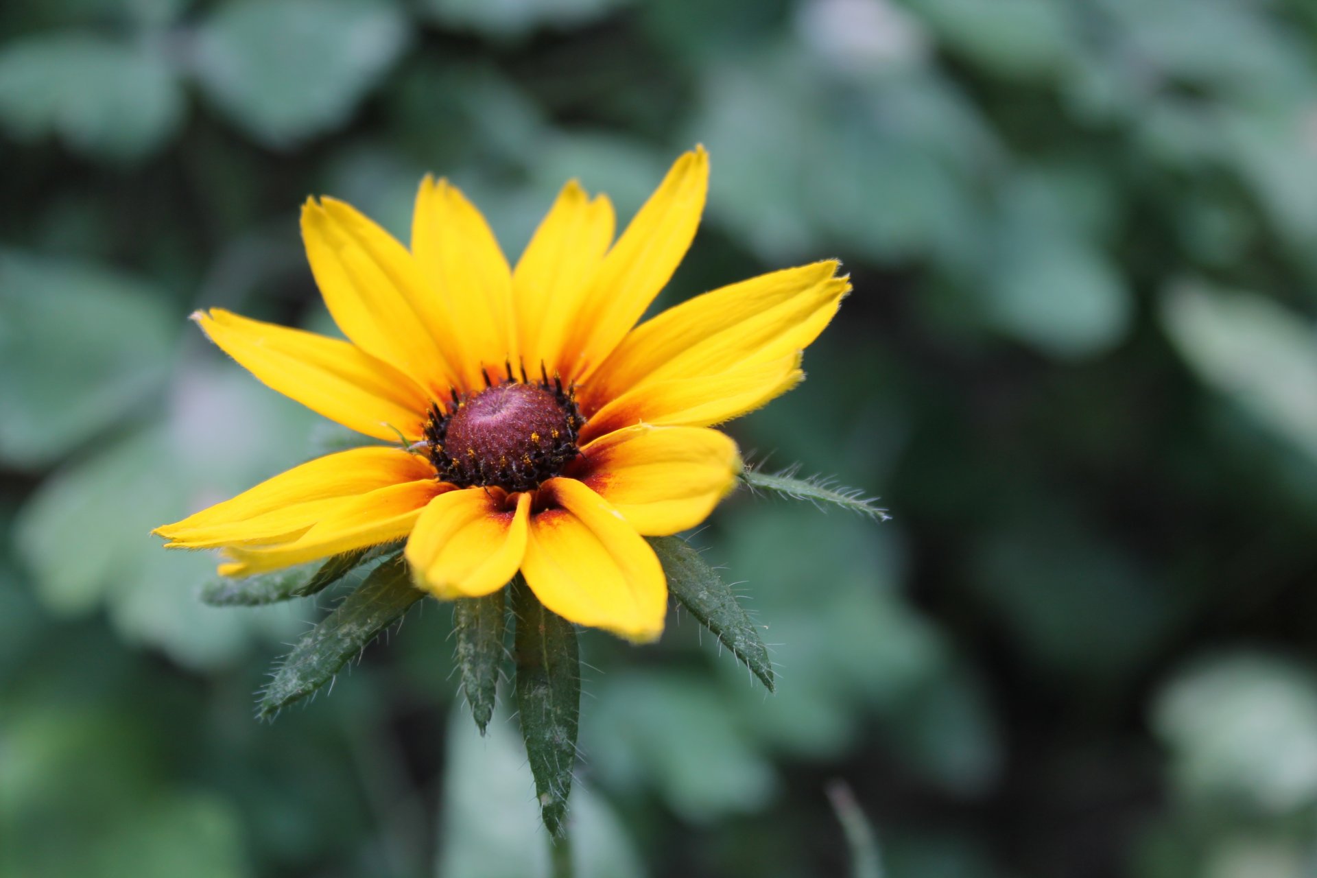 blume hintergrund grün natur pflanze schönheit makro farbe blumen blütenblätter