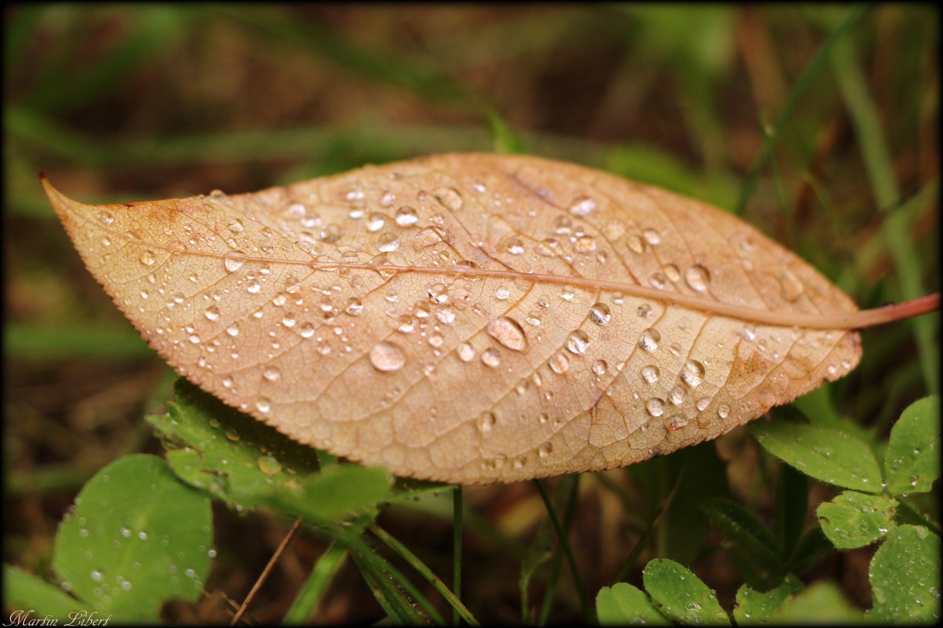 feuille rosée automne herbe