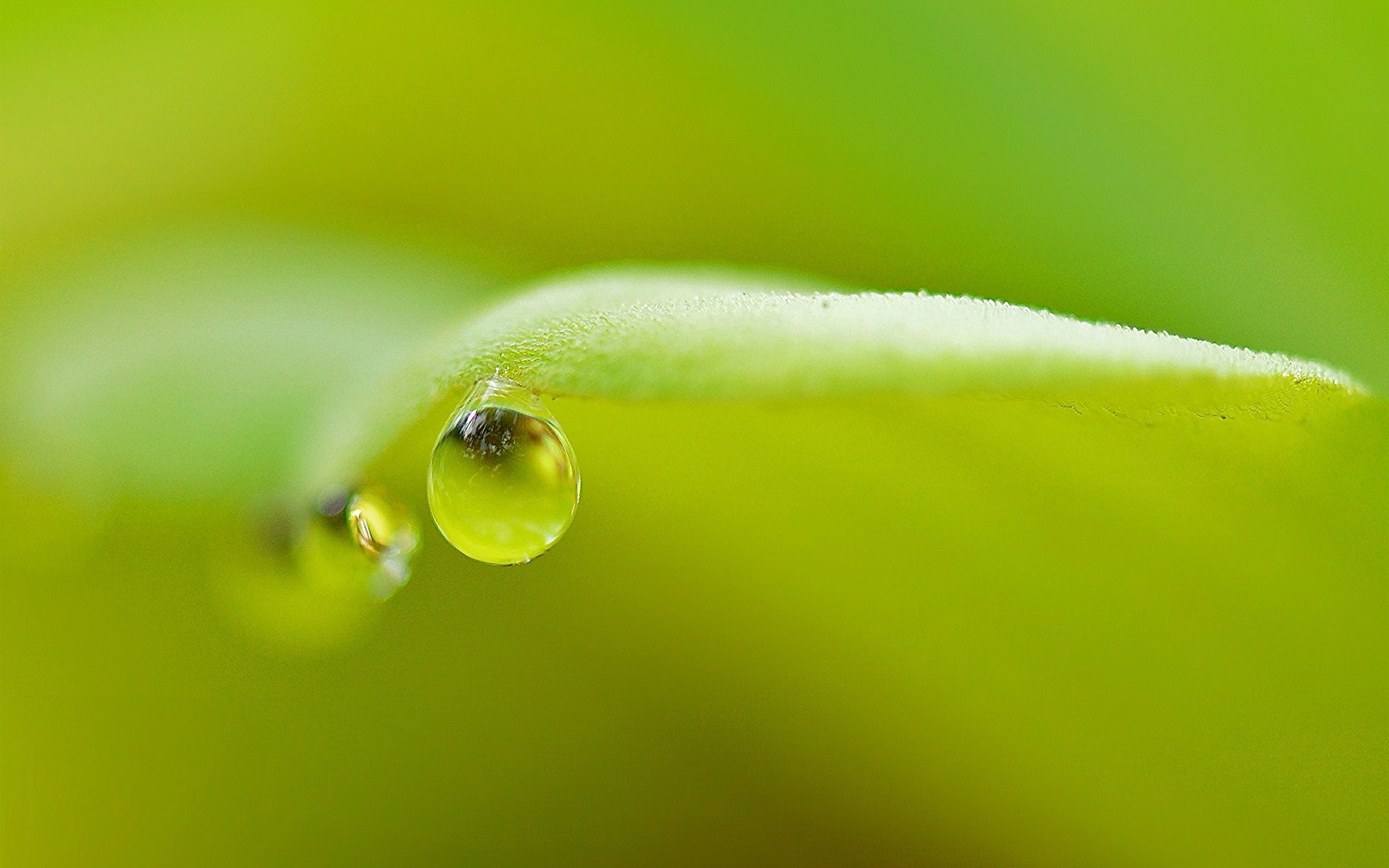 tropfen tau blatt grün natur