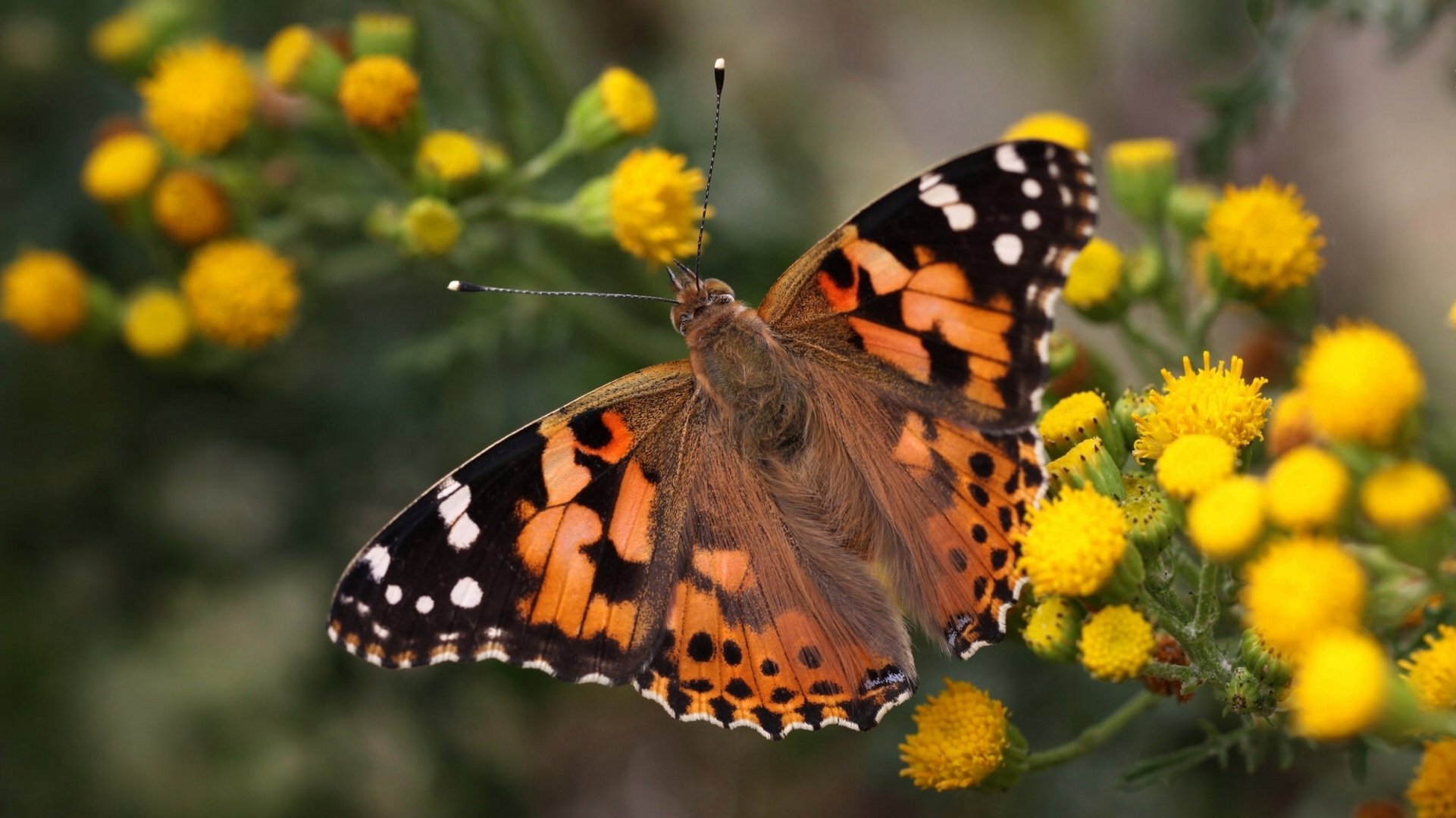 klette distel vanessa distel schmetterling blumen makro bokeh