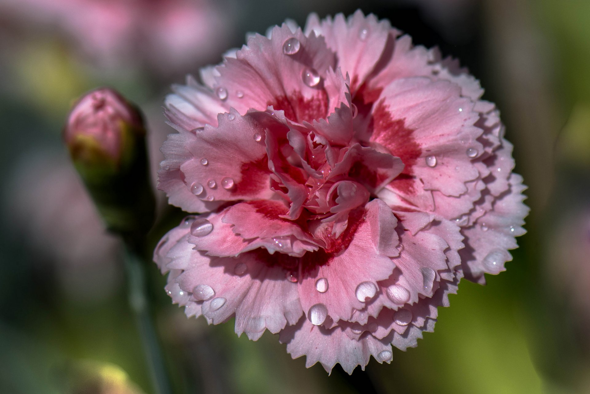 oeillet fleur pétales gouttes eau rosée