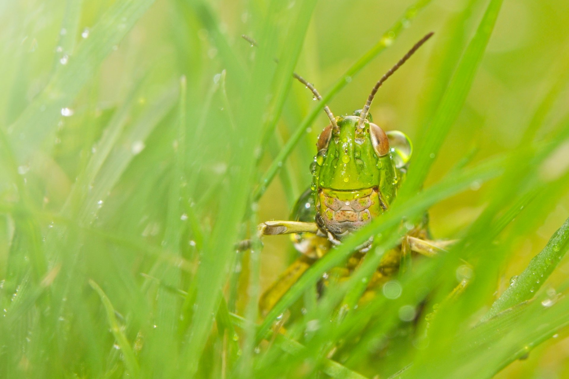 grasshopper insect grass rosa close up