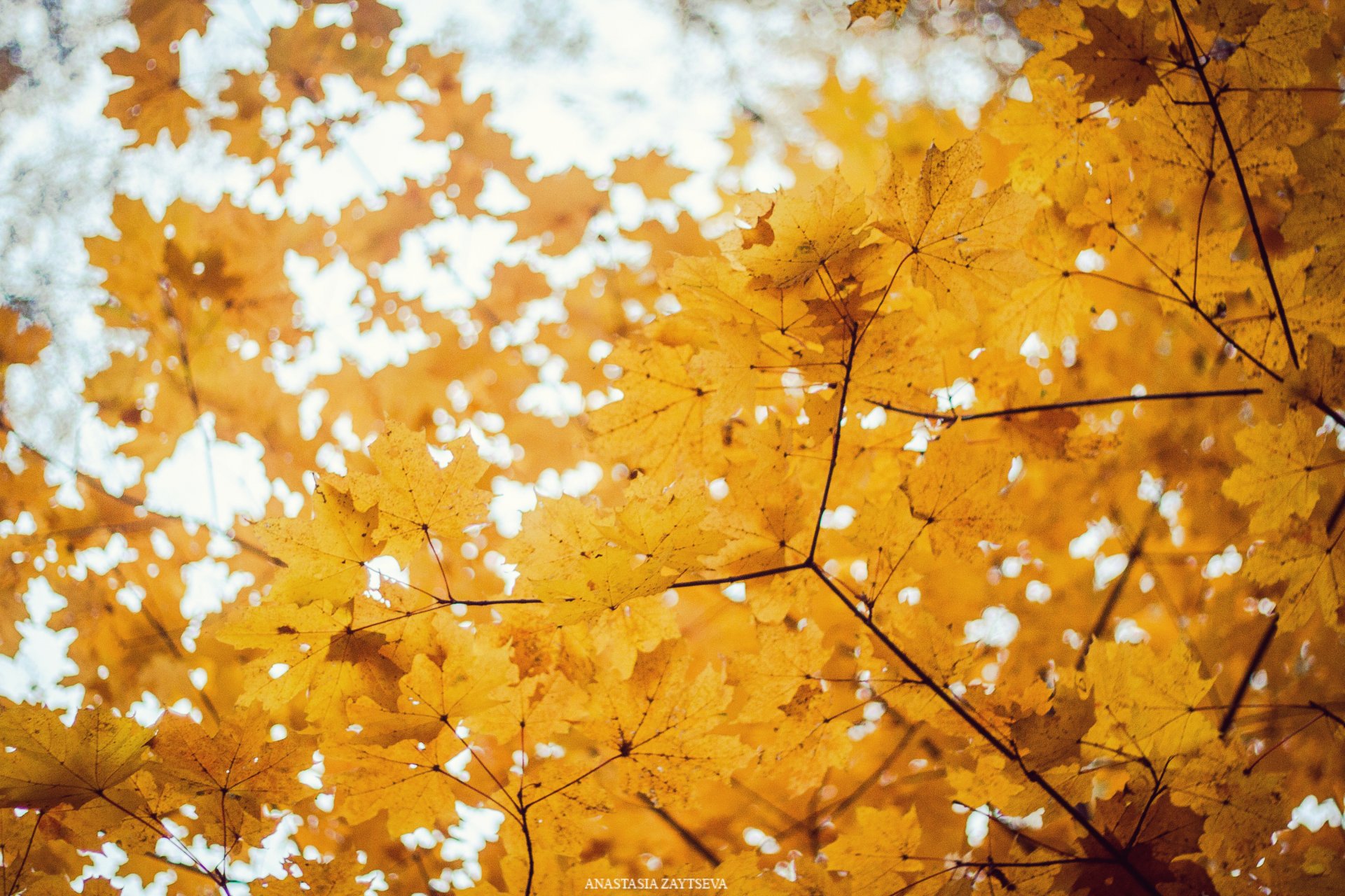 tree autumn golden autumn bokeh