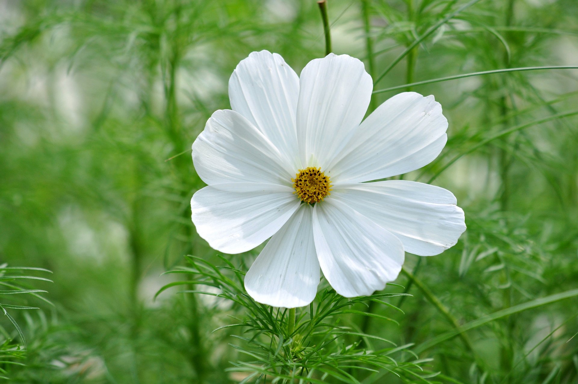 fiore cosmea petali verde