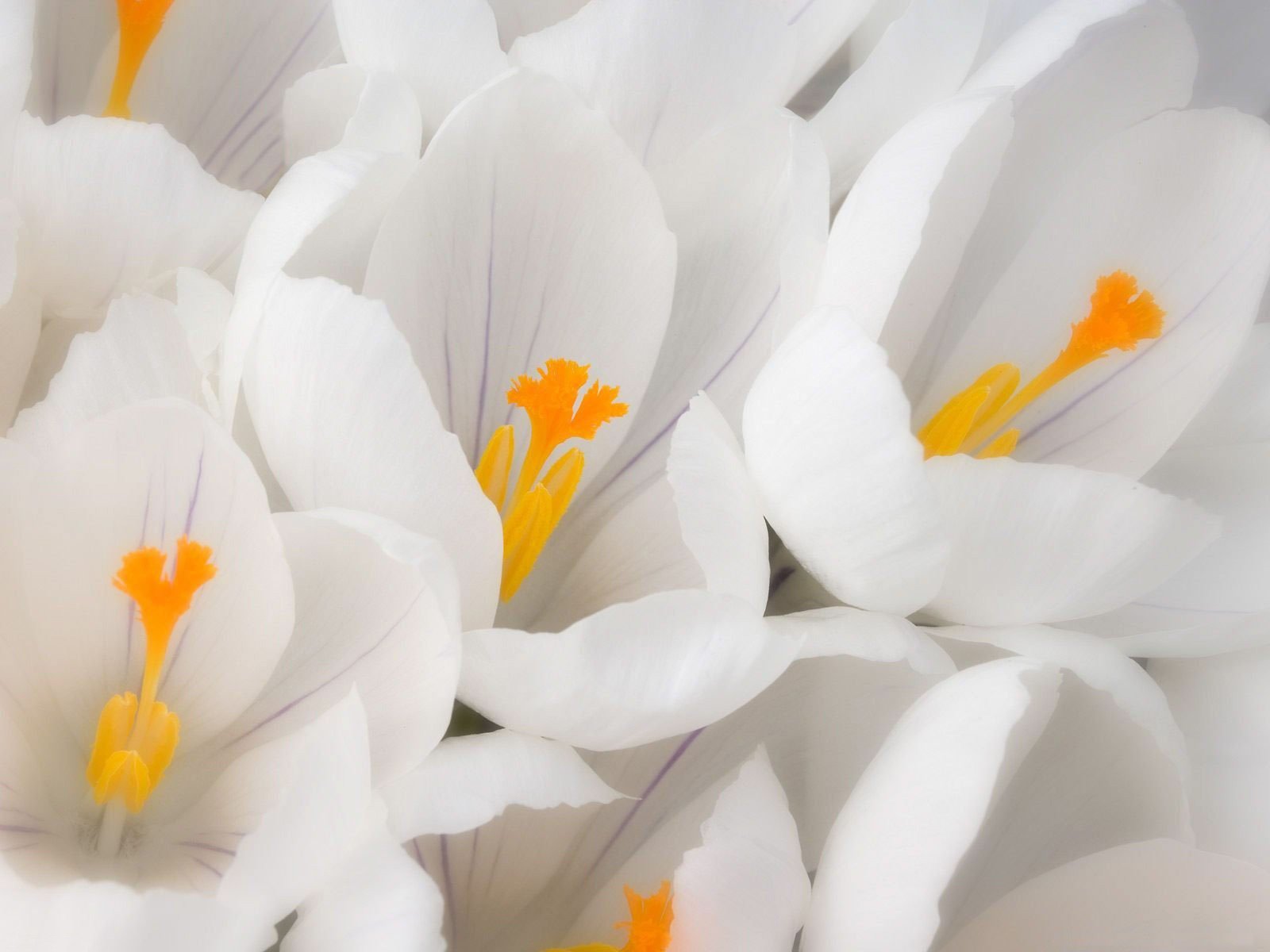 flower white close up