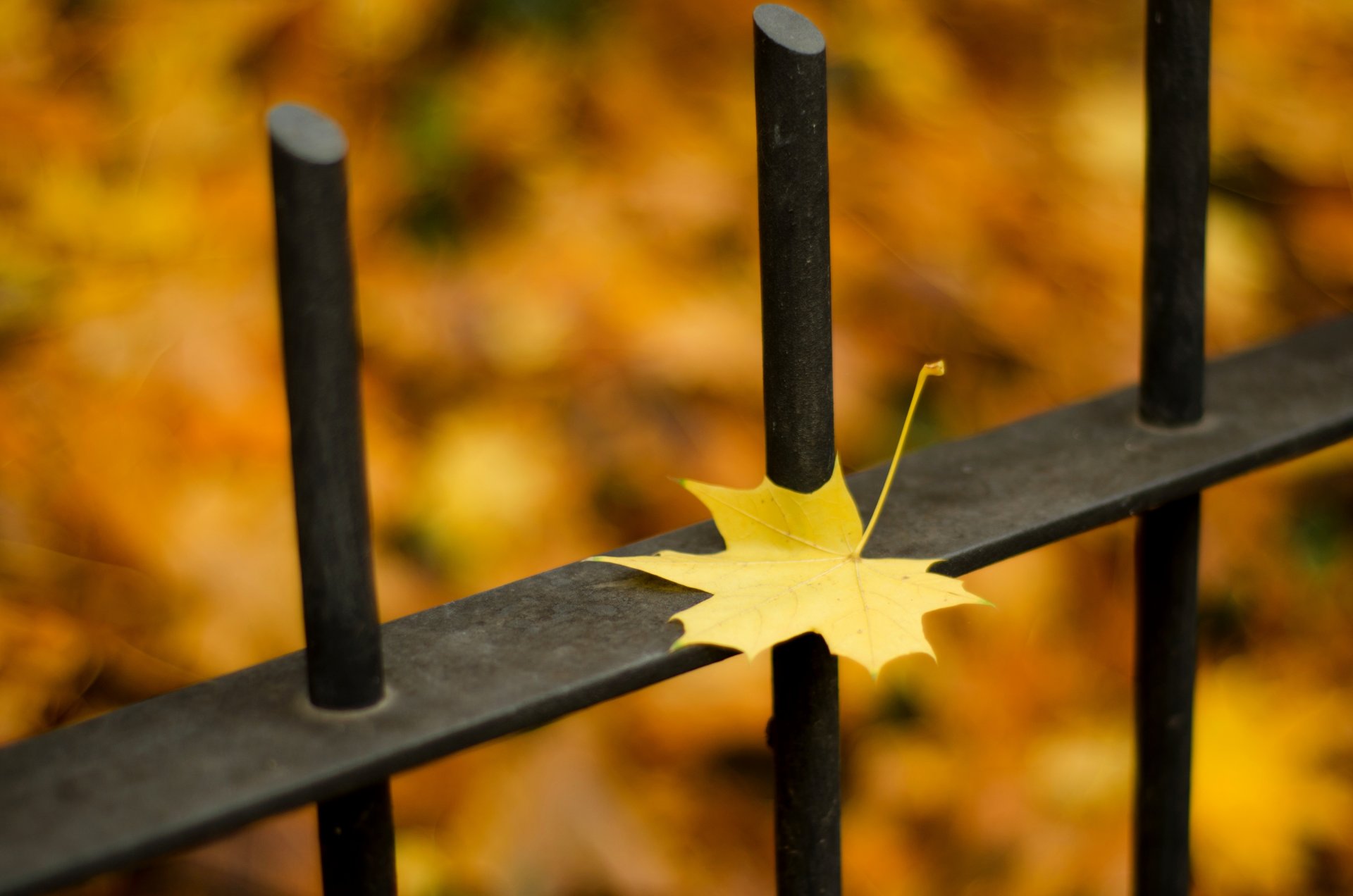 eason autumn leaves fence nature fall close up