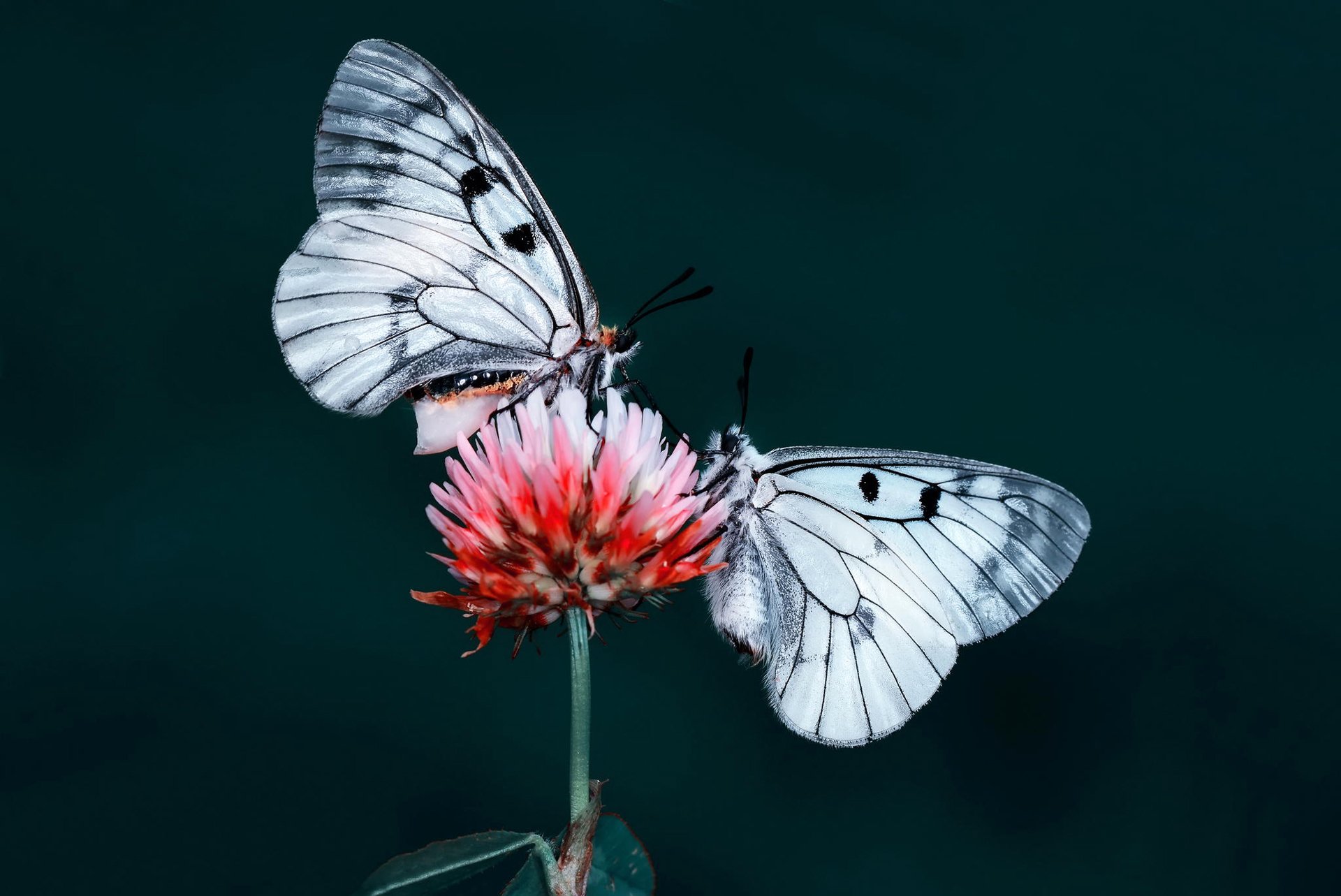 fiore farfalla insetto falena natura