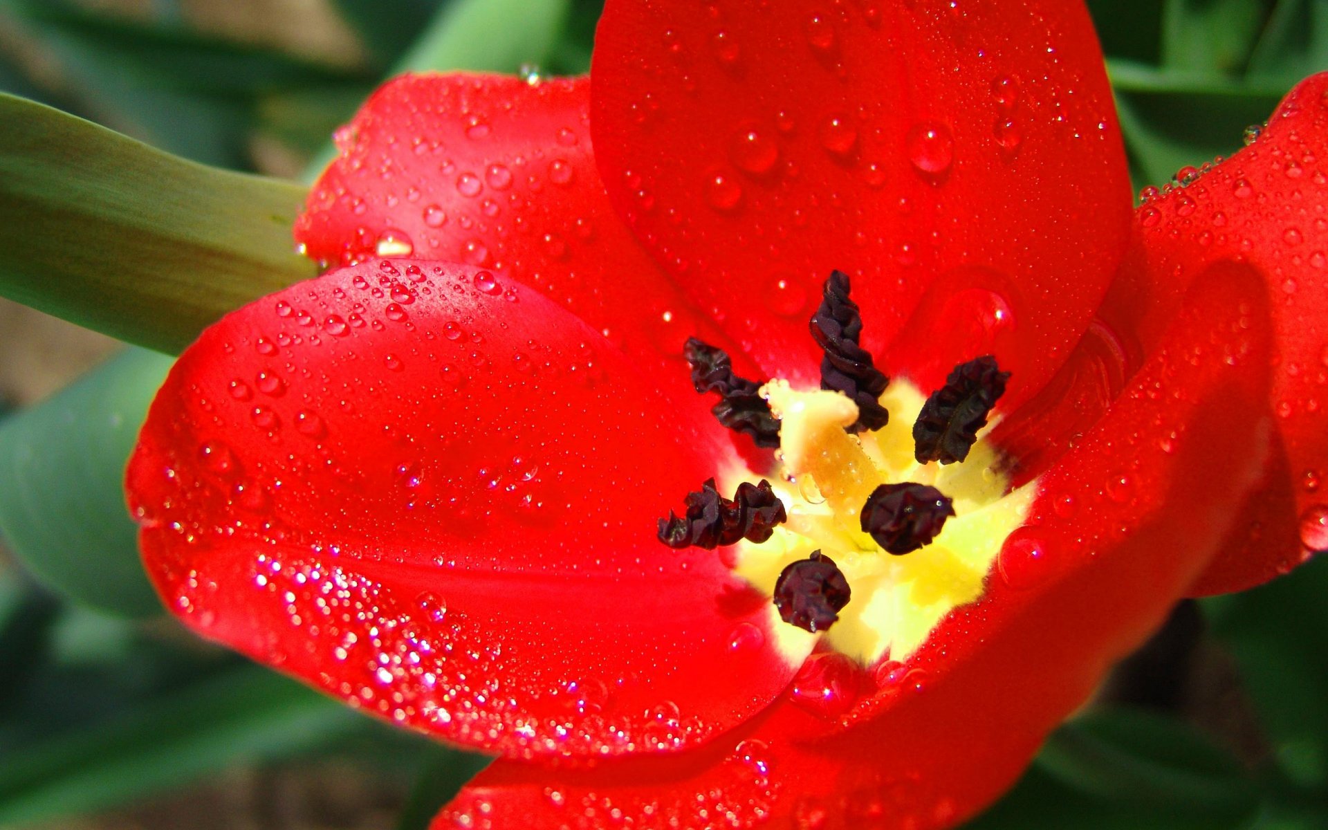 tulipano rosso grande