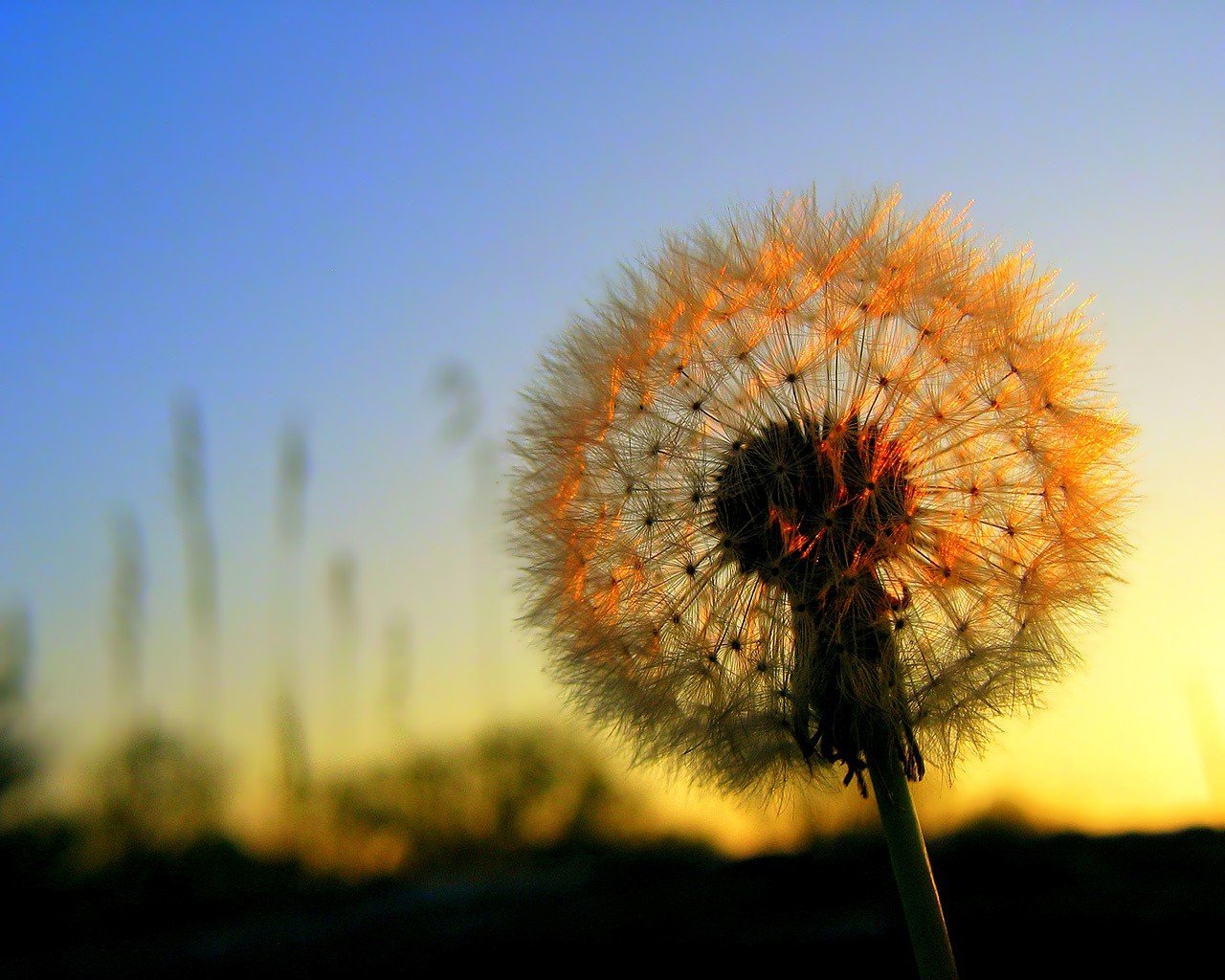 fleurs soleil coucher de soleil