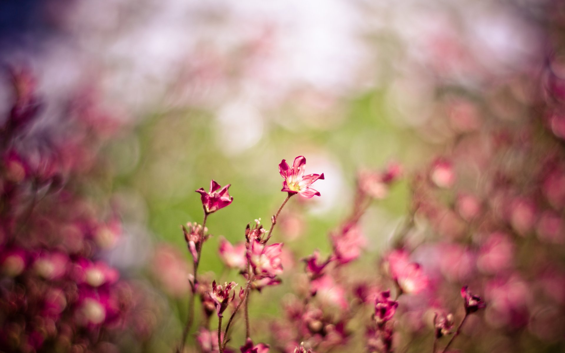 fleurs vent rose gros plan champ nature