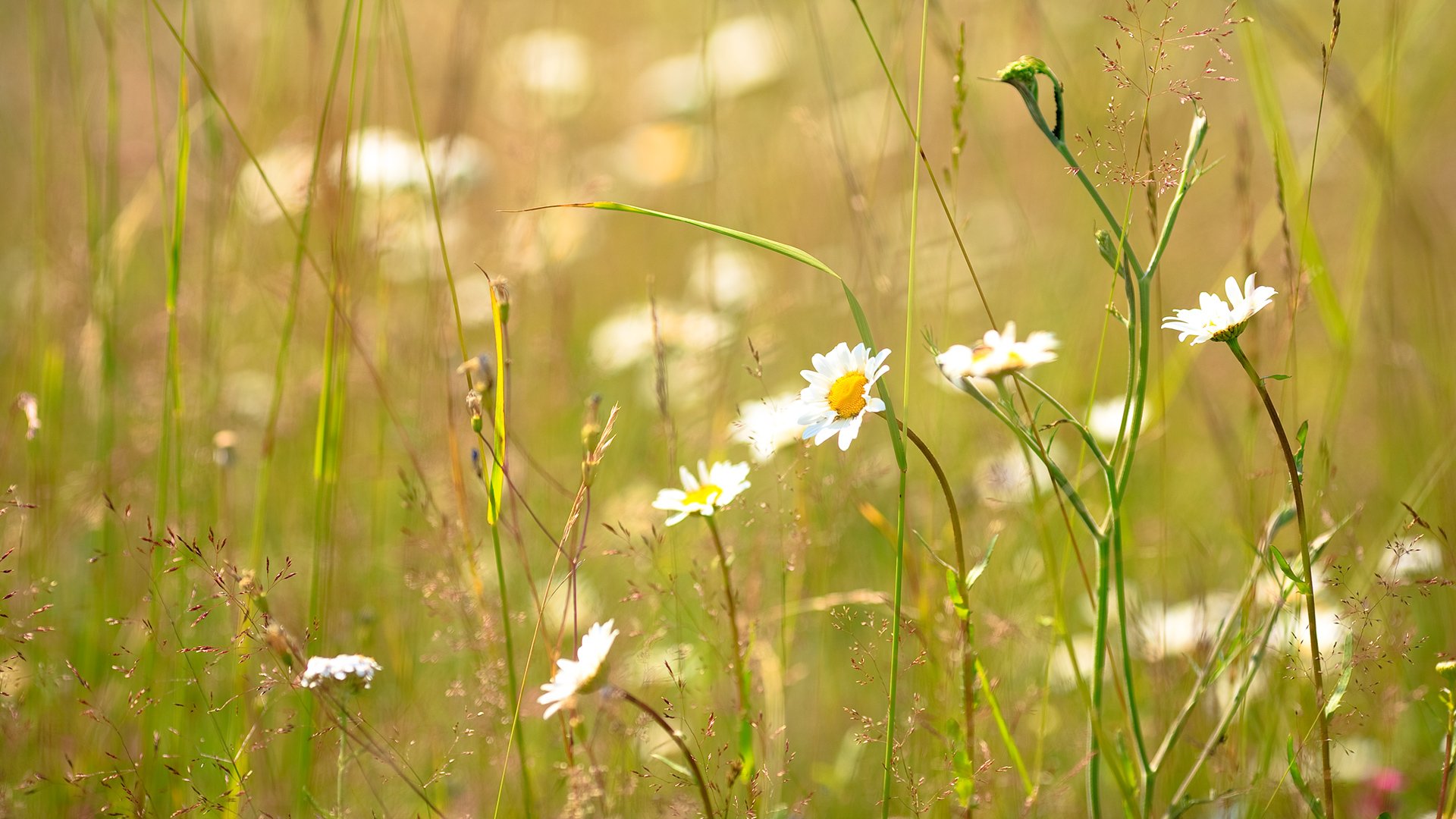 kamille gras sonnig sommer