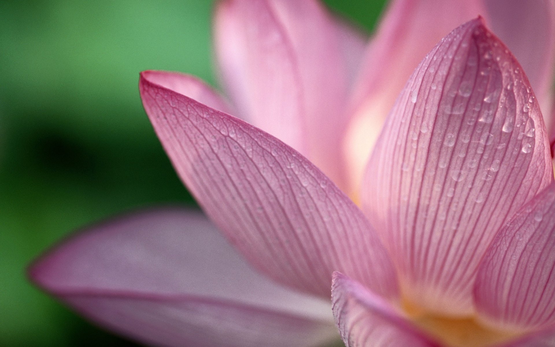 flor gotas pétalos