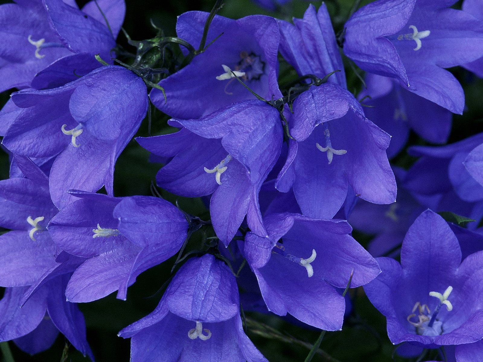 fiori bellezza blu