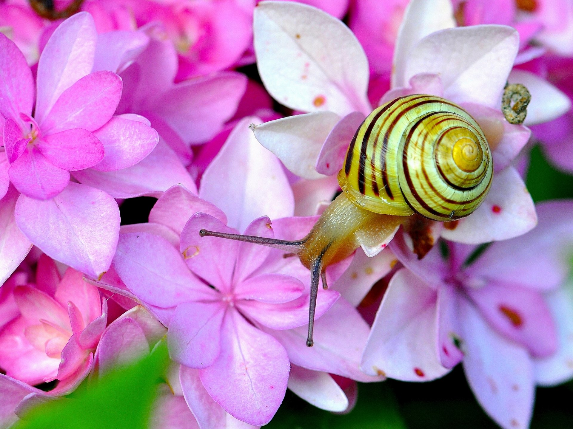 fleurs hortensia escargot cornes gros plan