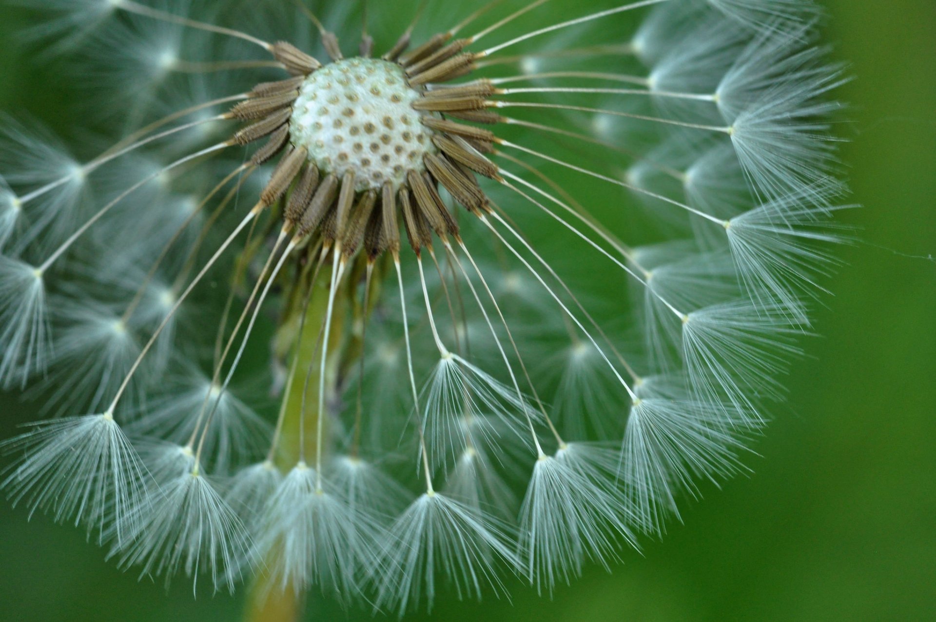 flor diente de león epopeya naturaleza