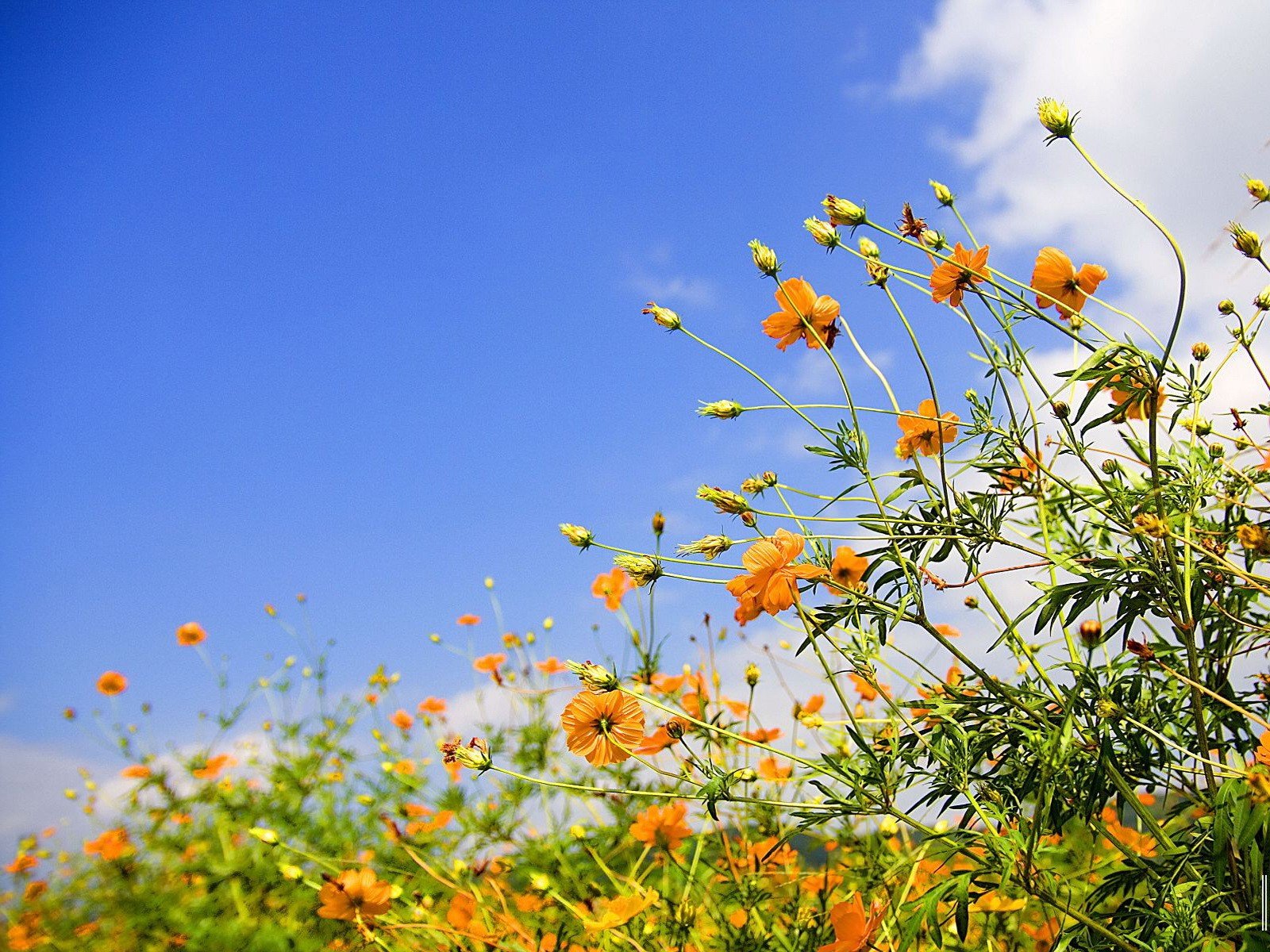 fleur ciel jaune