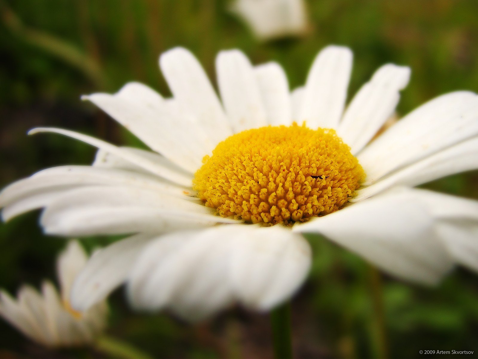 camomilla petali macro