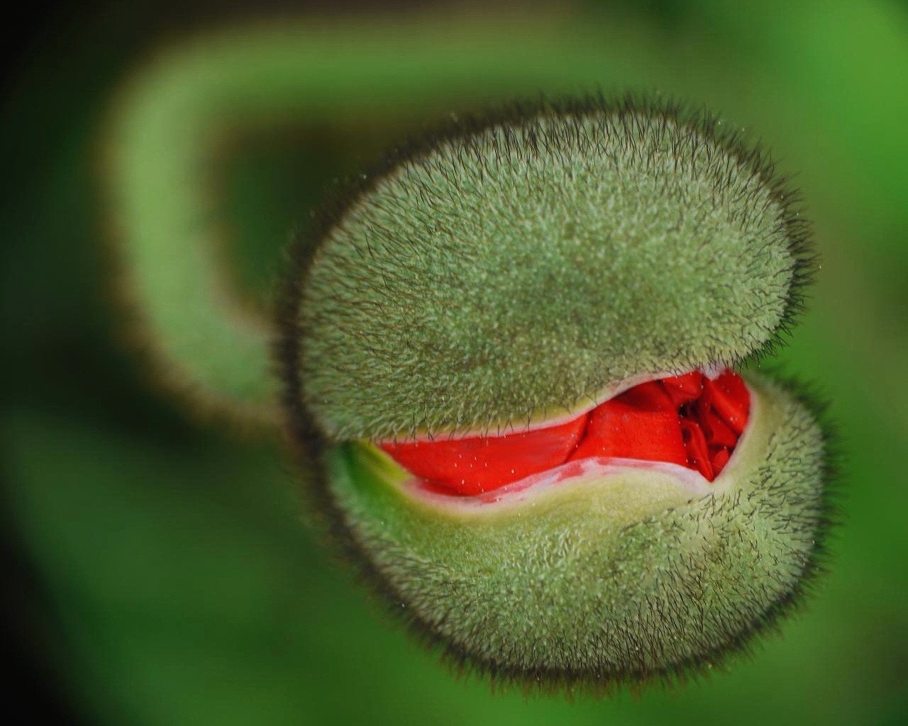 green red needle thorn