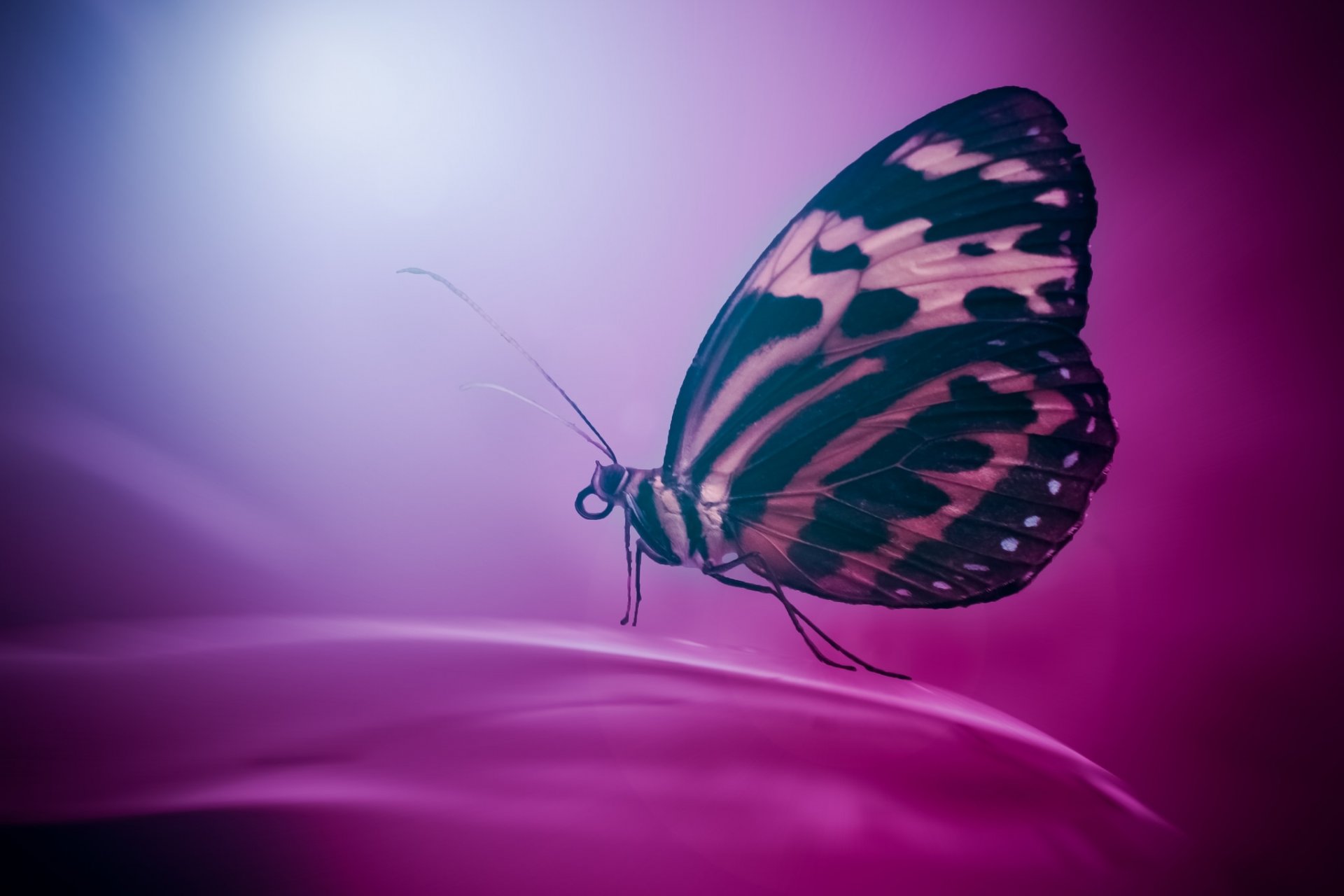 butterfly close up background