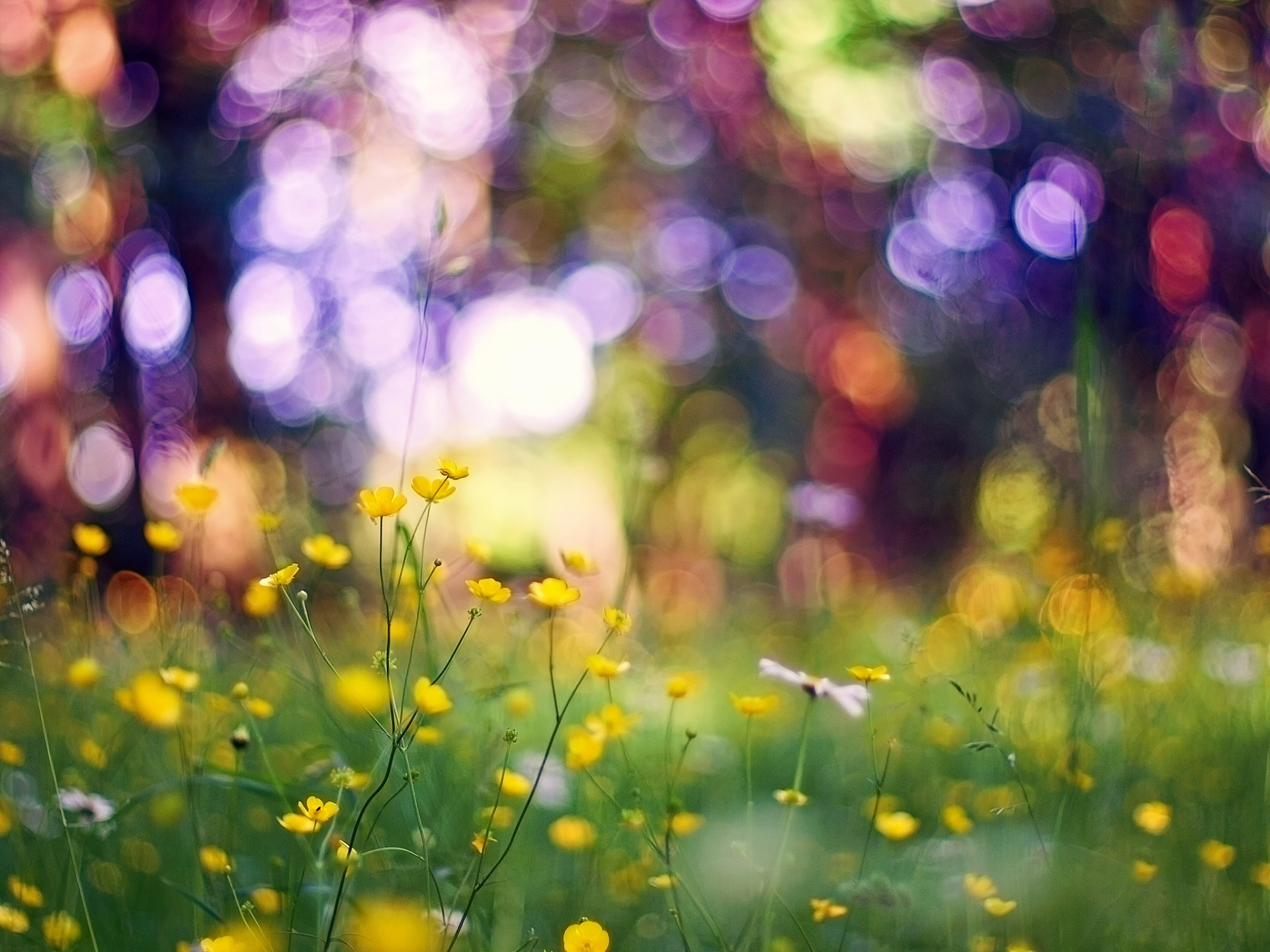 close up flower grass bokeh reflection