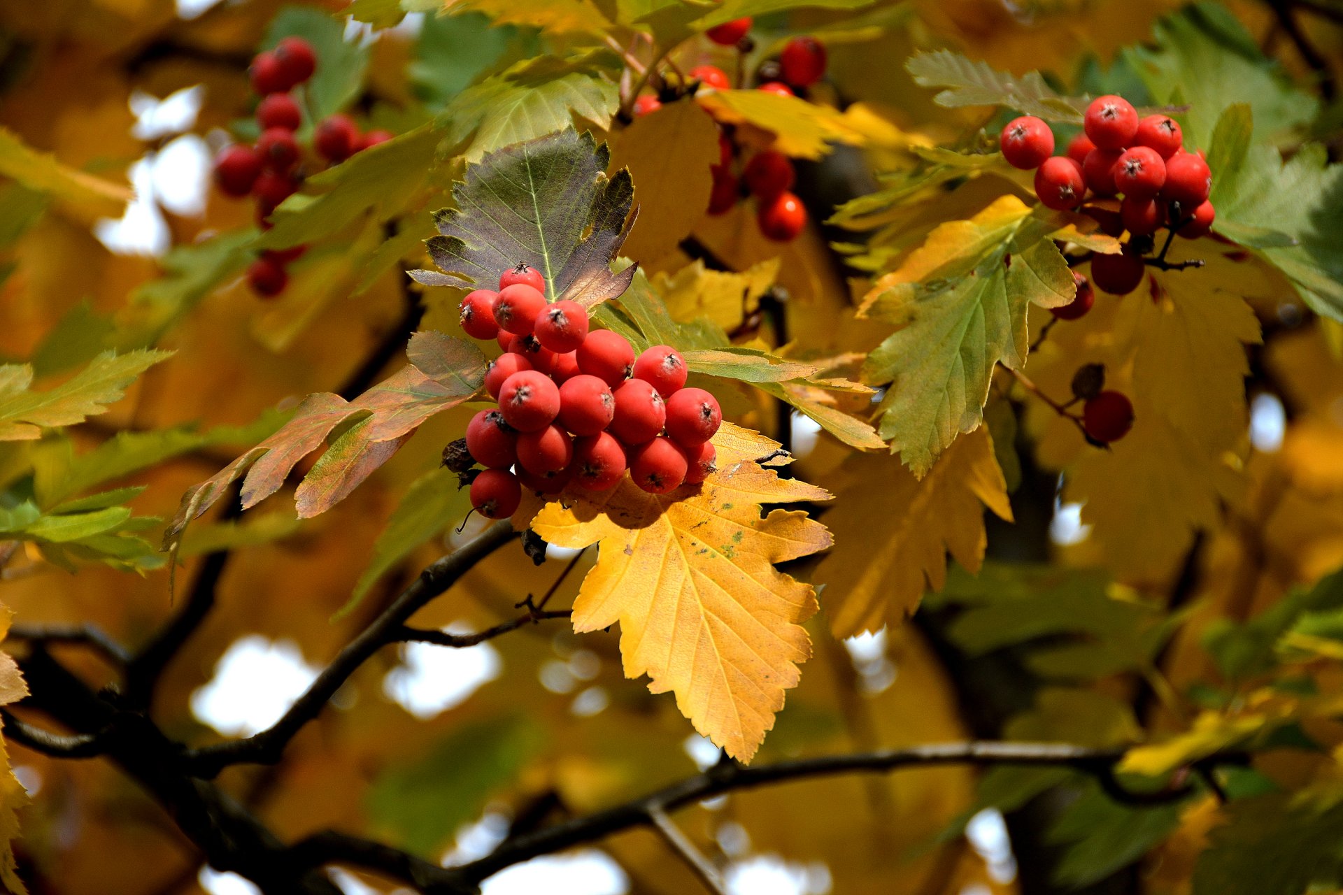 rowan berries leaves autumn