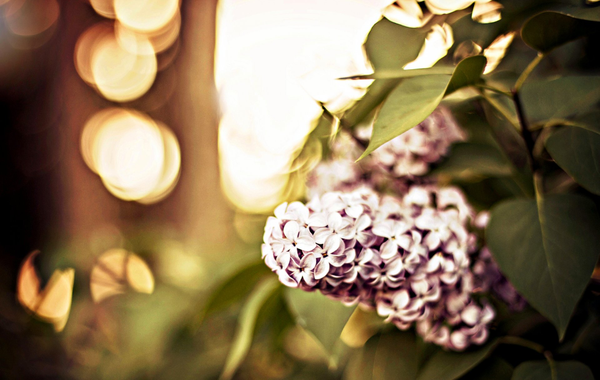 lilac branch leaves close up bokeh nature