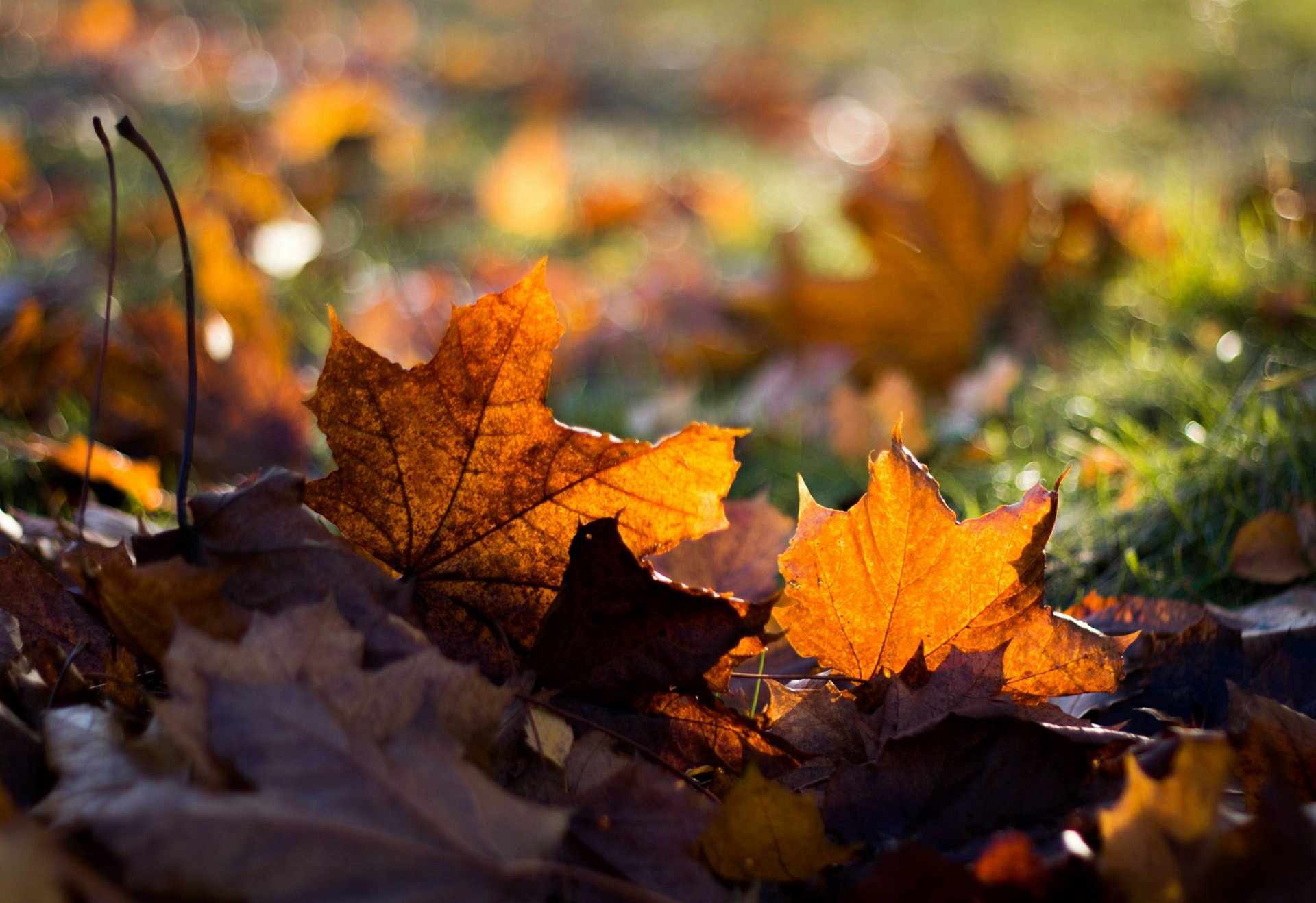 hojas arce otoño hierba