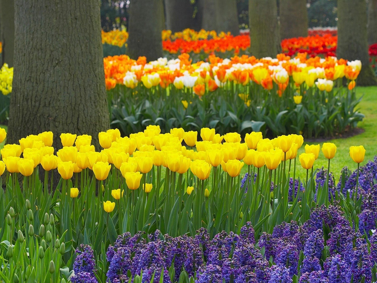 tulipes arbres jardin