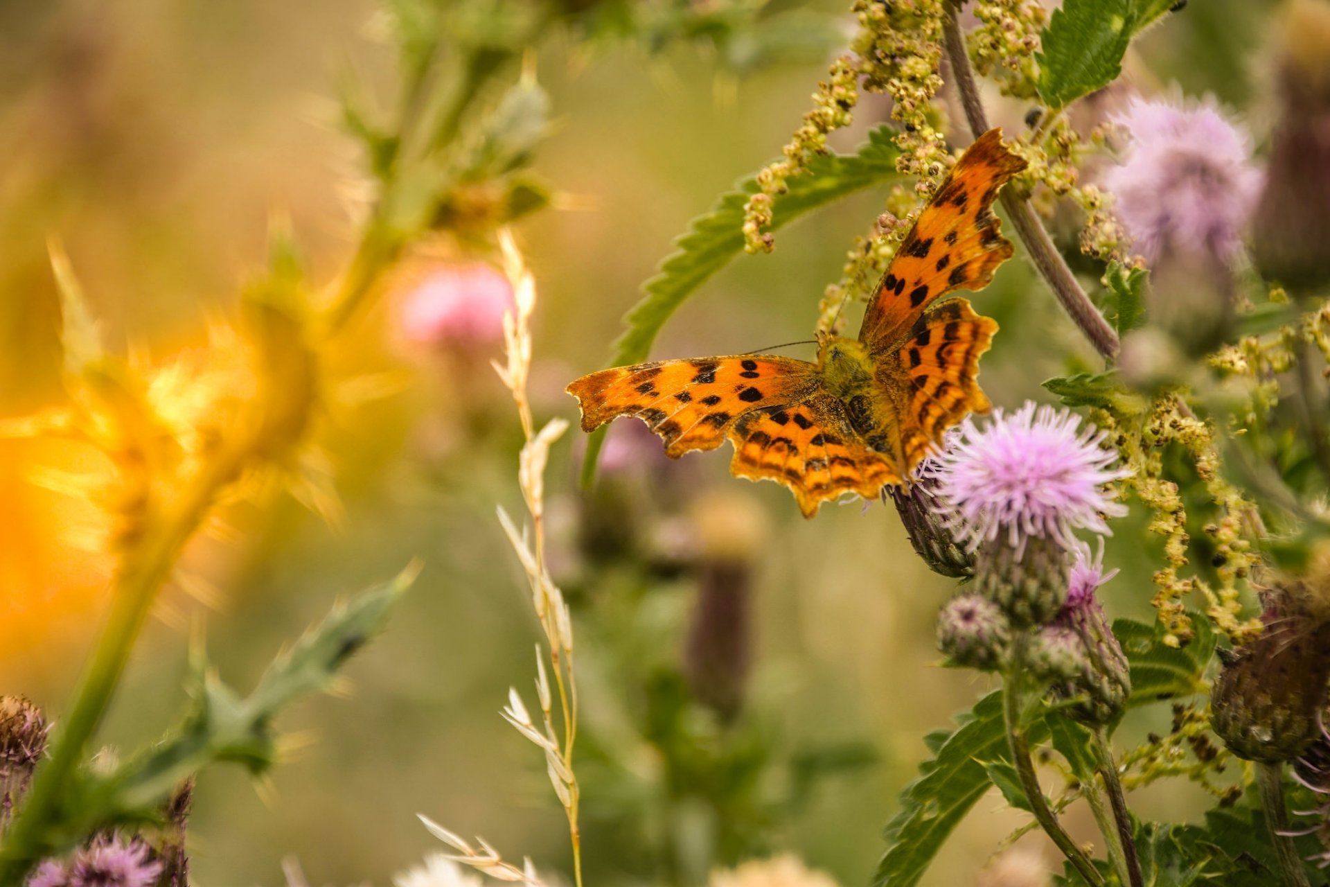 schmetterling gras makro