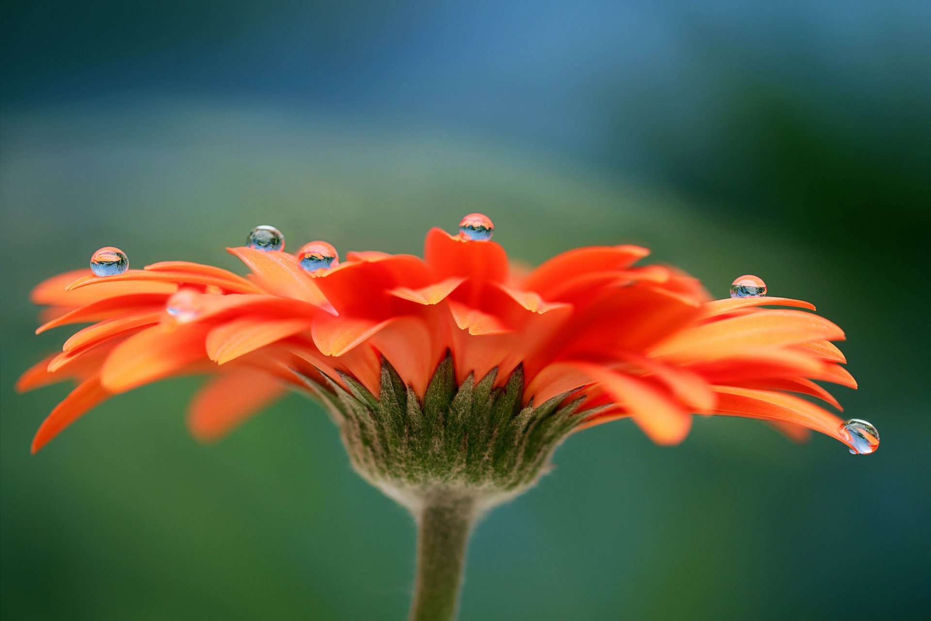 blume gerbera blütenblätter tropfen tau wasser