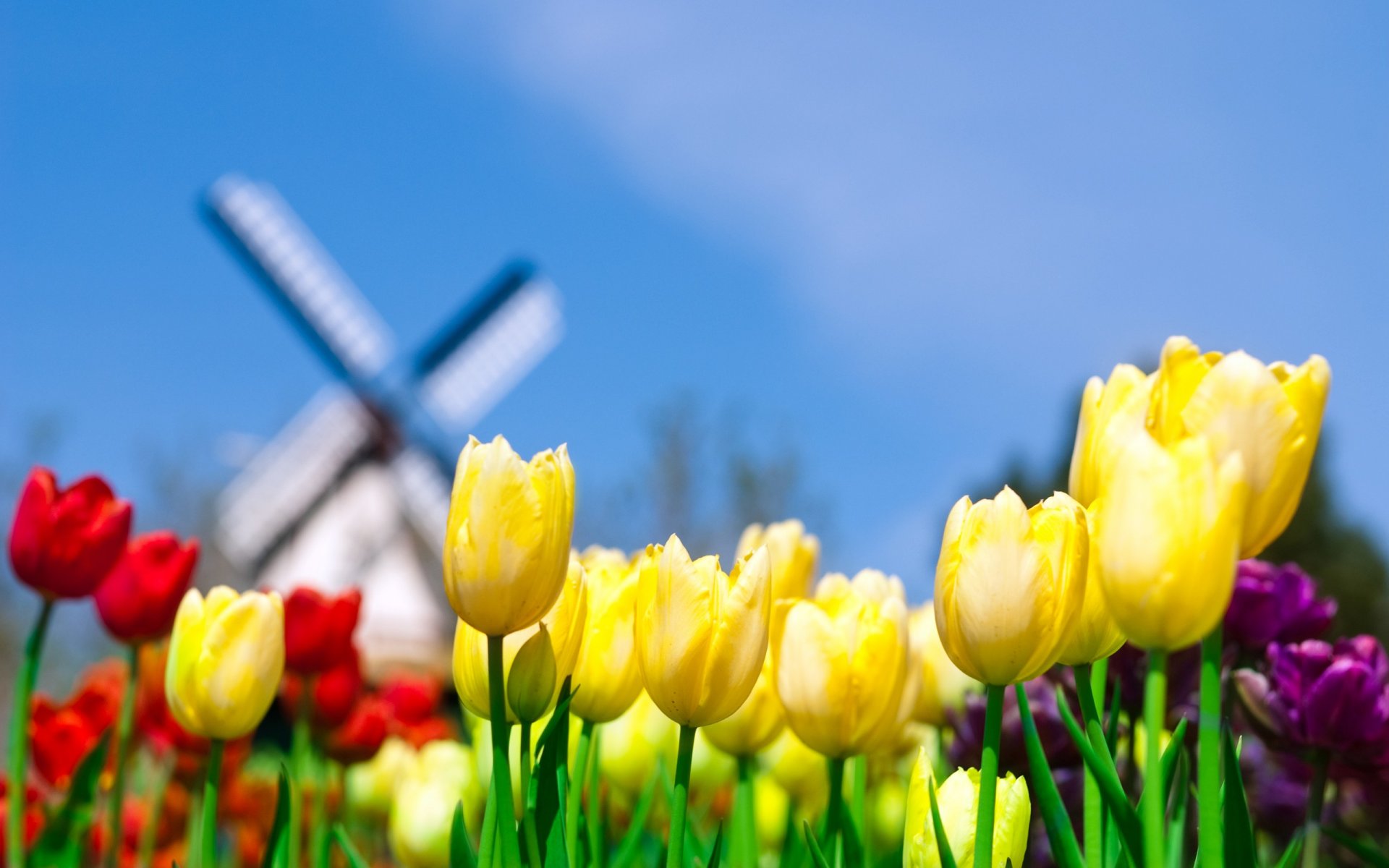 tulpen mühle gelb himmel